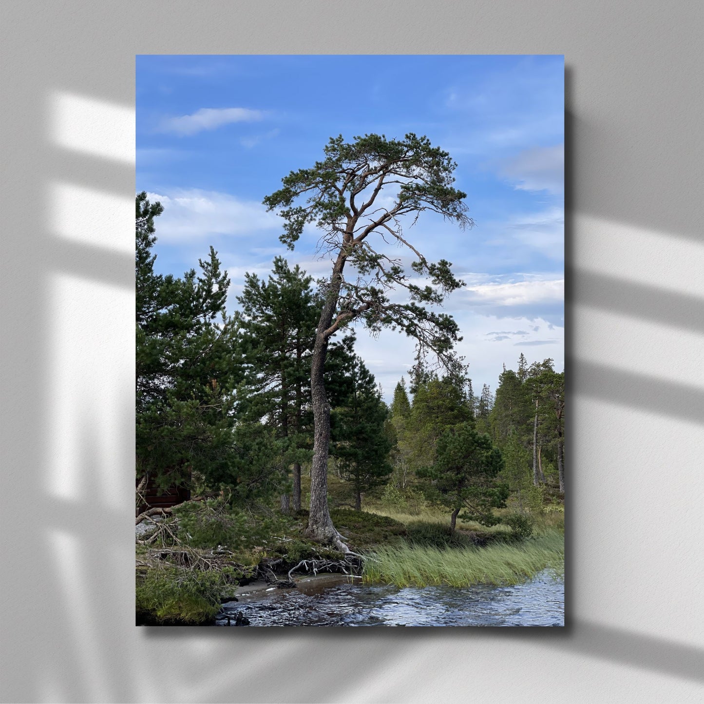 Dette kunstverket fanger essensen av Henningvola i Trøndelag, med en majestetisk furu som står stolt ved vannkanten, omkranset av frodig vegetasjon og en klar blå himmel. Illustrasjon viser motivet på lerret.