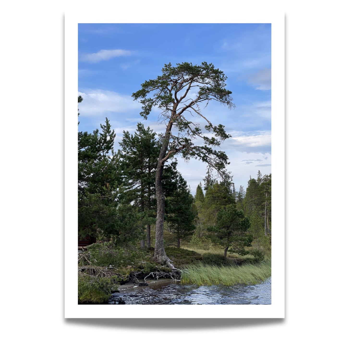 Dette kunstverket fanger essensen av Henningvola i Trøndelag, med en majestetisk furu som står stolt ved vannkanten, omkranset av frodig vegetasjon og en klar blå himmel.