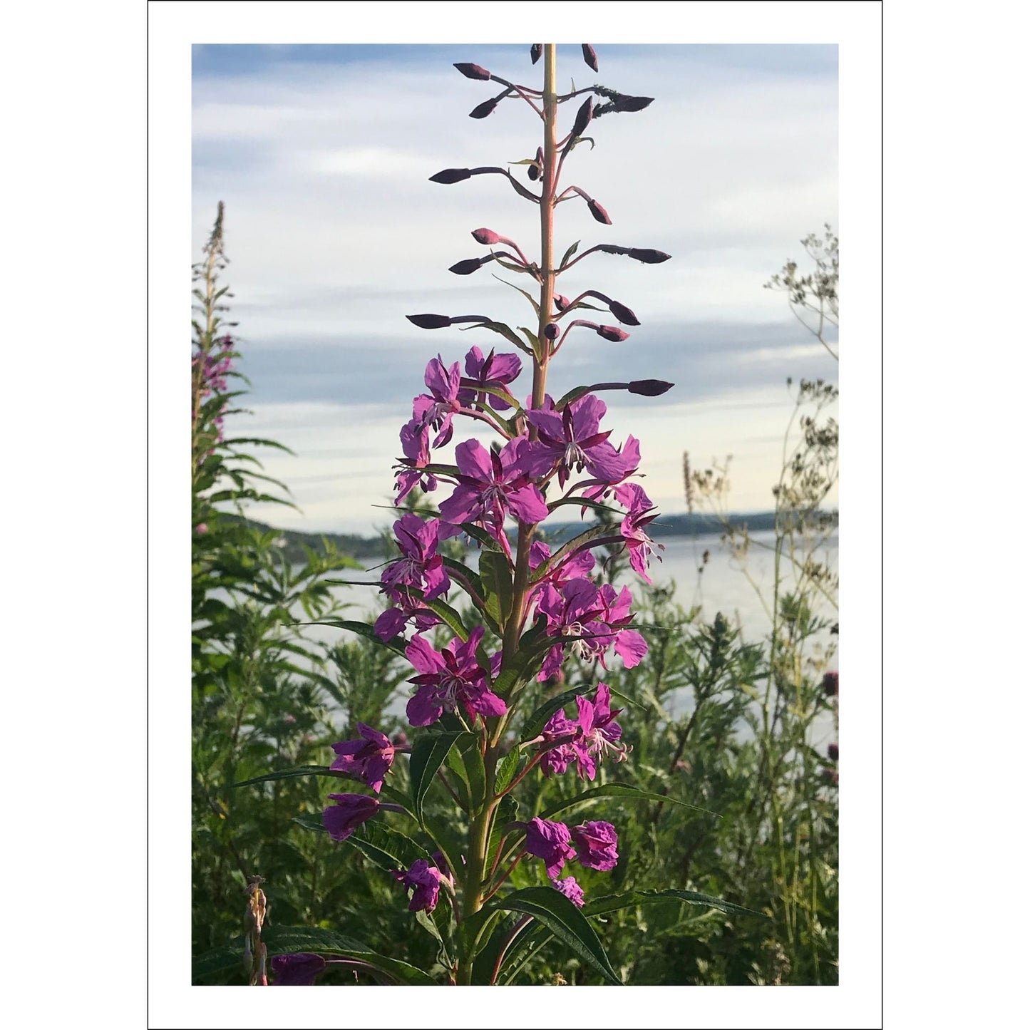 Vakkert motiv av Geiterams - Chamaenerion angustifolium, kjent for sine livlige rosa blomster som pryder landskapet om sommeren. 