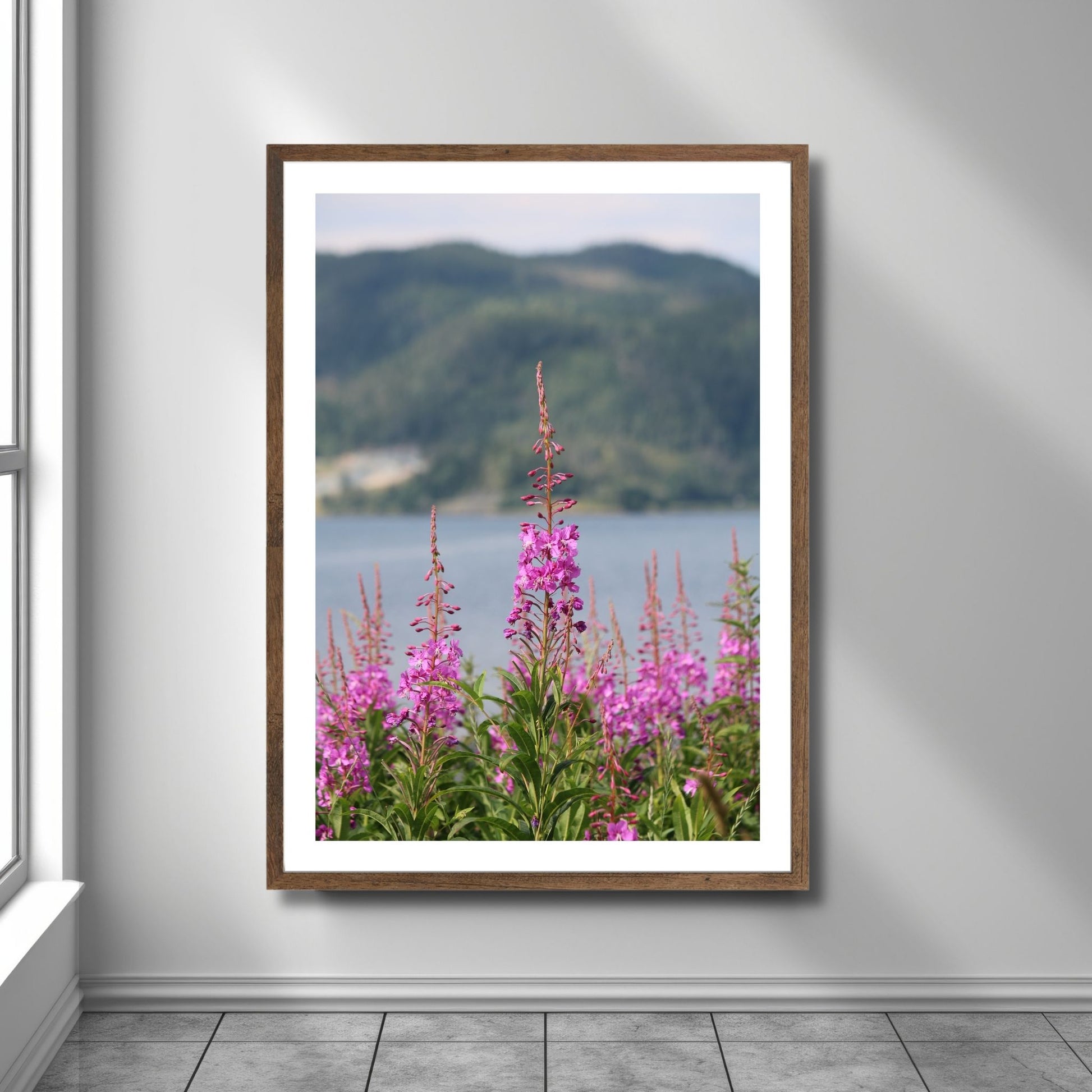 Vakkert motiv av Geiterams - Chamaenerion angustifolium, kjent for sine livlige rosa blomster som pryder landskapet om sommeren. Illustrasjonsfoto viser motivet som plakat i en brun ramme.