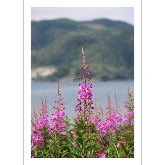 Vakkert motiv av Geiterams - Chamaenerion angustifolium, kjent for sine livlige rosa blomster som pryder landskapet om sommeren. 