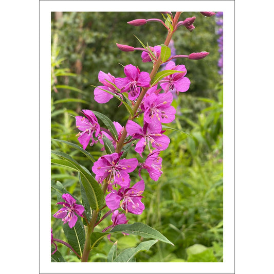 Vakkert motiv av Geiterams - Chamaenerion angustifolium, kjent for sine livlige rosa blomster som pryder landskapet om sommeren. 