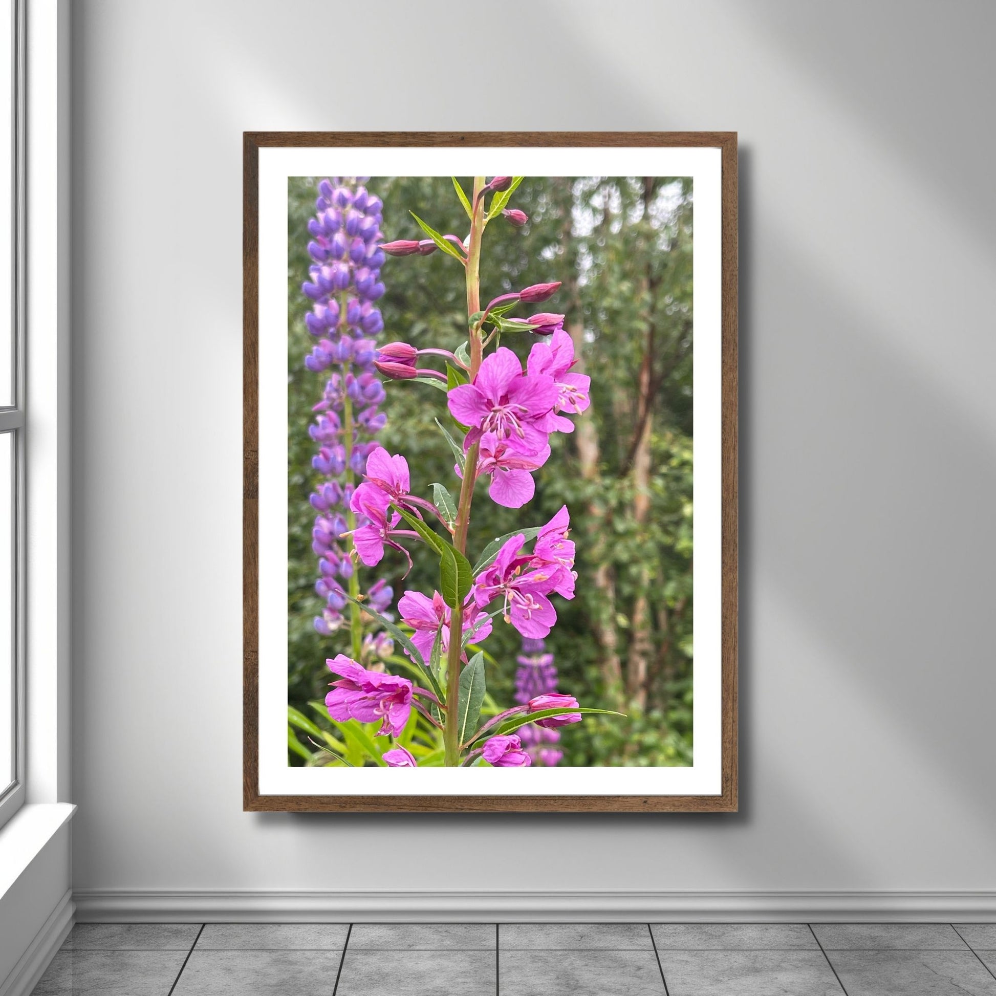 Vakkert motiv av Geiterams - Chamaenerion angustifolium, kjent for sine livlige rosa blomster som pryder landskapet om sommeren. Illustrasjonsfoto viser motivet som plakat i en brun ramme.