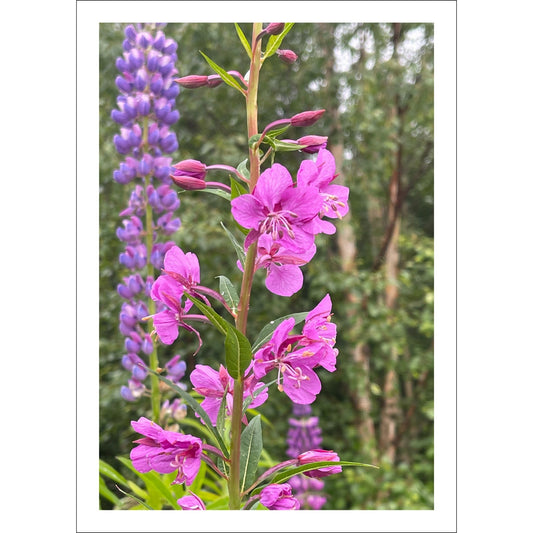 Vakkert motiv av Geiterams - Chamaenerion angustifolium, kjent for sine livlige rosa blomster som pryder landskapet om sommeren. 