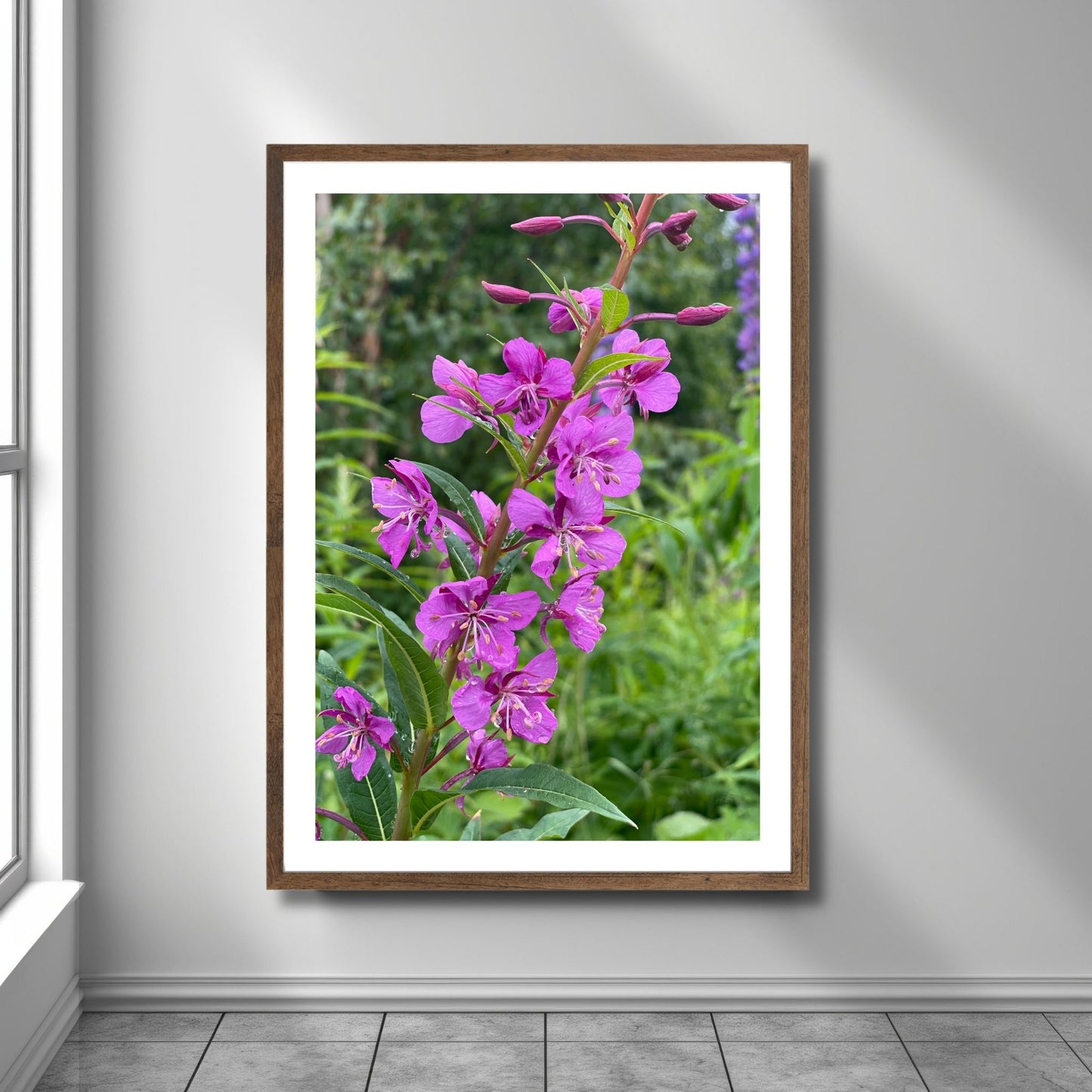 Vakkert motiv av Geiterams - Chamaenerion angustifolium, kjent for sine livlige rosa blomster som pryder landskapet om sommeren. Illustrasjonsfoto viser motivet som plakat i en brun ramme.