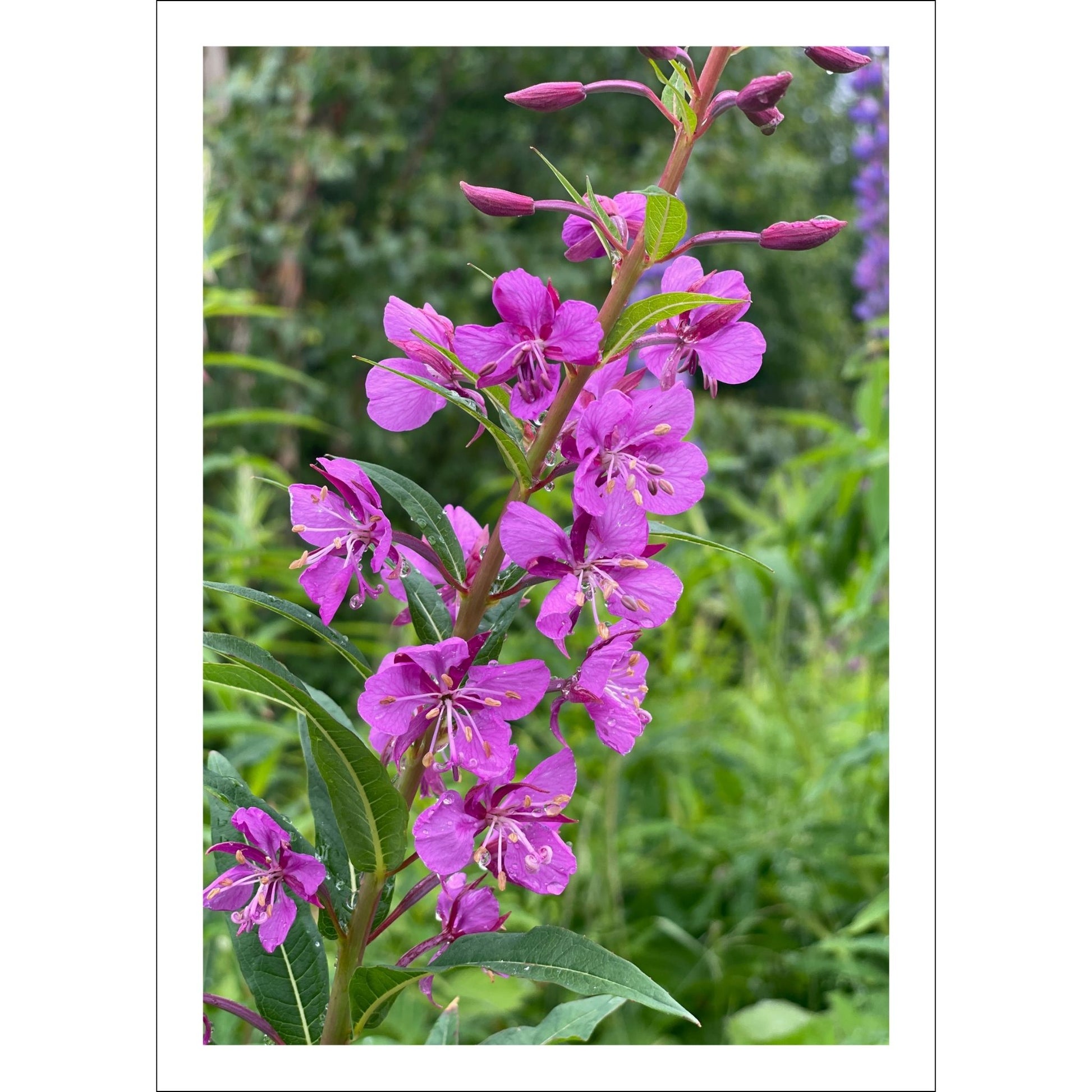 Vakkert motiv av Geiterams - Chamaenerion angustifolium, kjent for sine livlige rosa blomster som pryder landskapet om sommeren. 