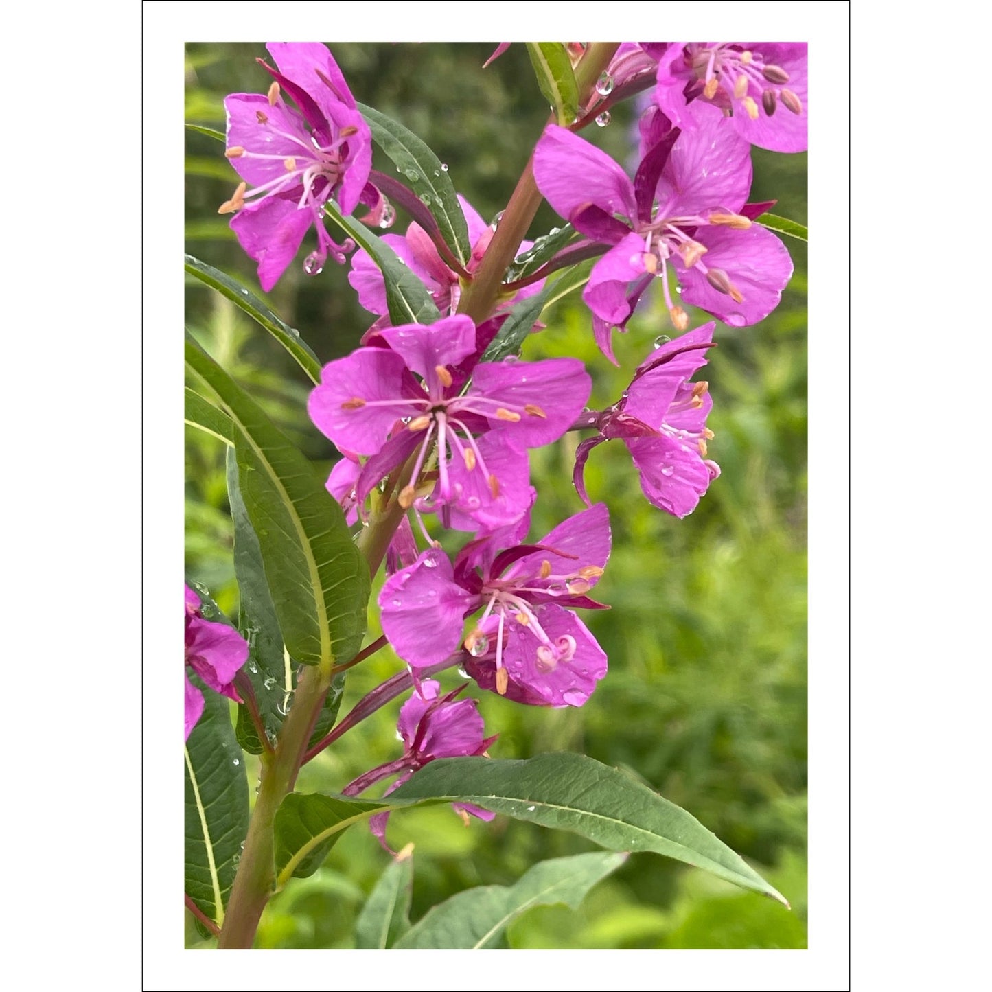 Vakkert motiv av Geiterams - Chamaenerion angustifolium, kjent for sine livlige rosa blomster som pryder landskapet om sommeren. 