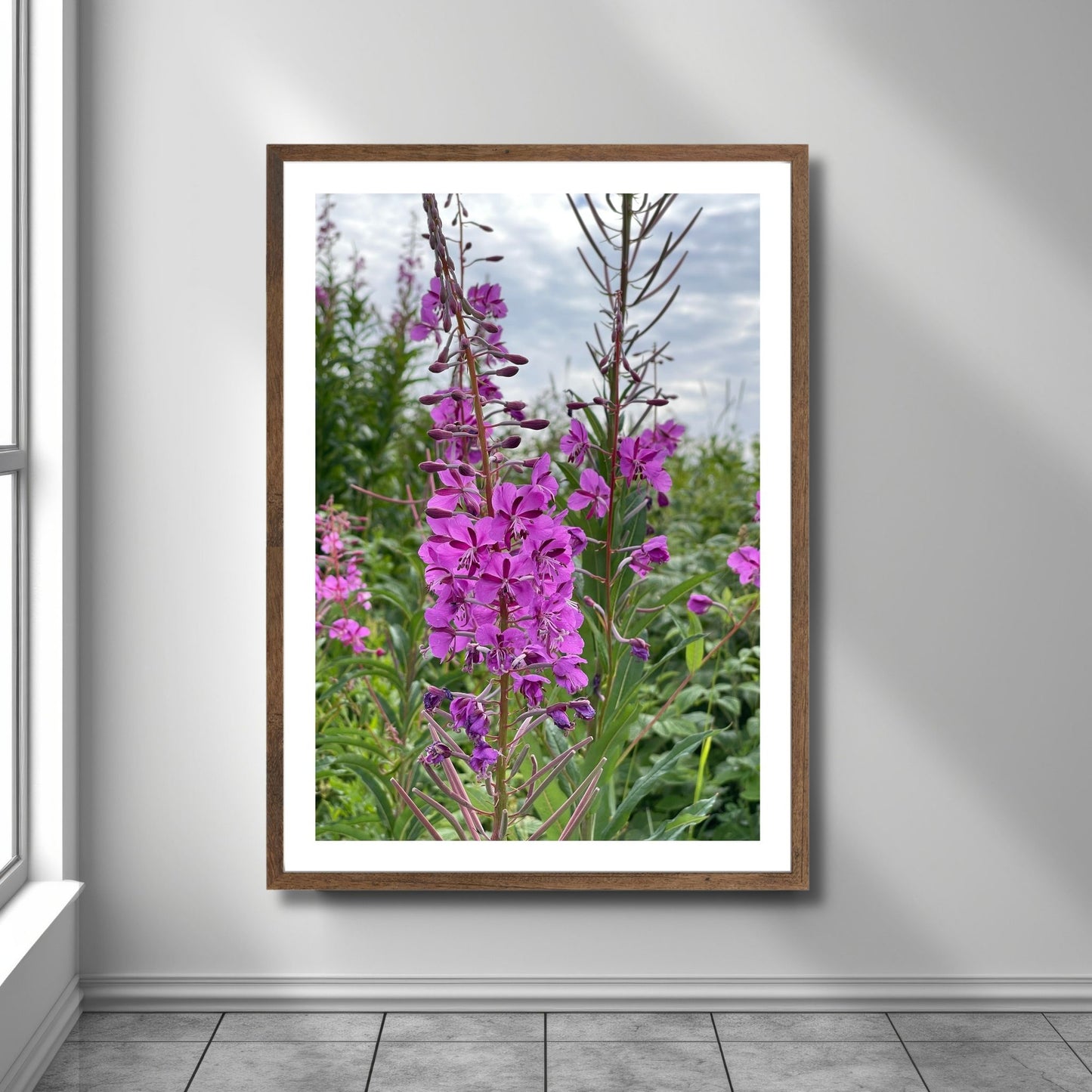 Vakkert motiv av Geiterams - Chamaenerion angustifolium, kjent for sine livlige rosa blomster som pryder landskapet om sommeren. Illustrasjonsfoto viser motivet som plakat i en brun ramme.