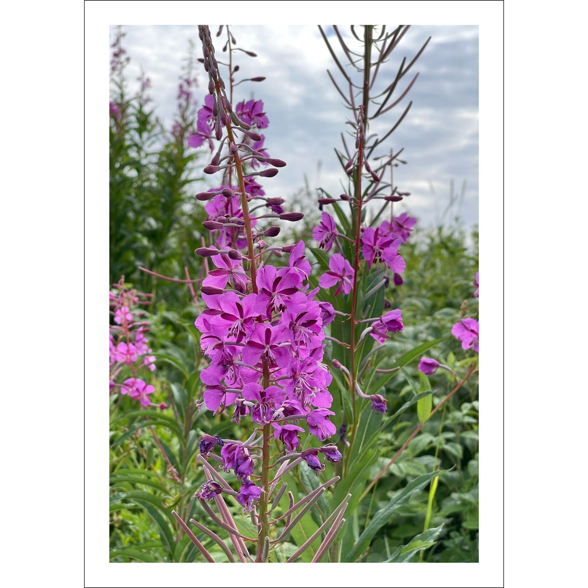 Vakkert motiv av Geiterams - Chamaenerion angustifolium, kjent for sine livlige rosa blomster som pryder landskapet om sommeren. 