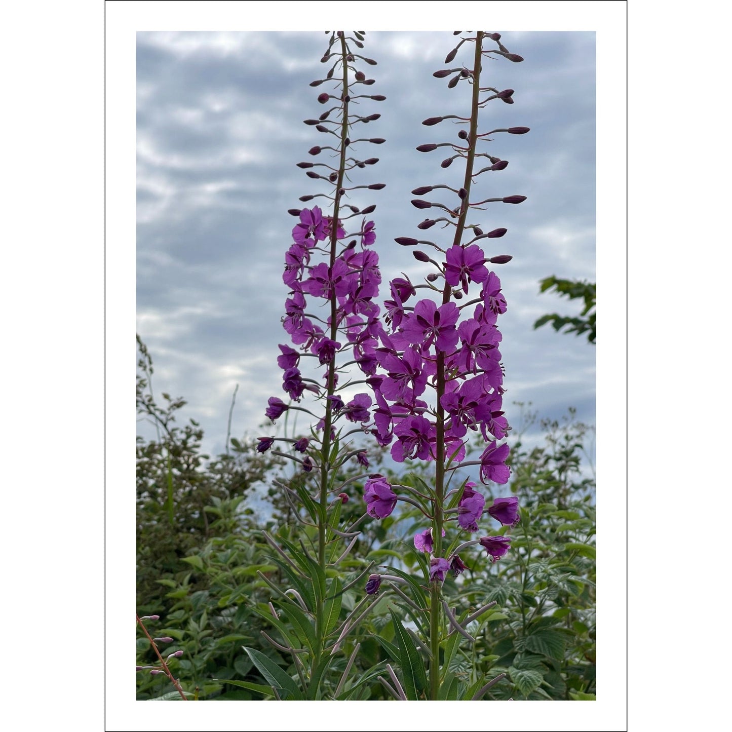 Vakkert motiv av Geiterams - Chamaenerion angustifolium, kjent for sine livlige rosa blomster som pryder landskapet om sommeren.