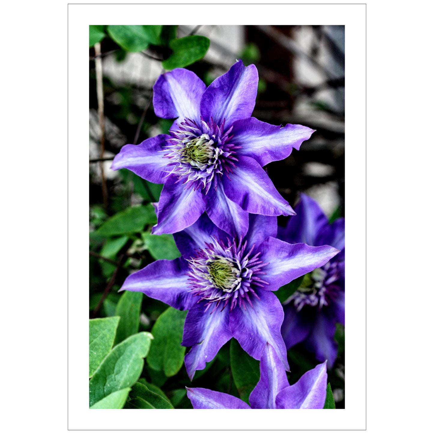 Dette detaljerte fotografiet fanger den slående skjønnheten til Klematis "Multi Blue", en klatreplante kjent for sine spektakulære blå-lilla blomster med et innslag av fiolett. 