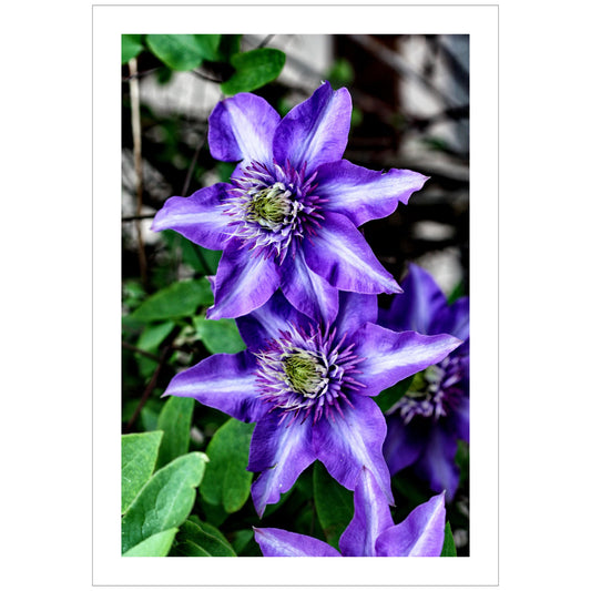 Dette detaljerte fotografiet fanger den slående skjønnheten til Klematis "Multi Blue", en klatreplante kjent for sine spektakulære blå-lilla blomster med et innslag av fiolett. 