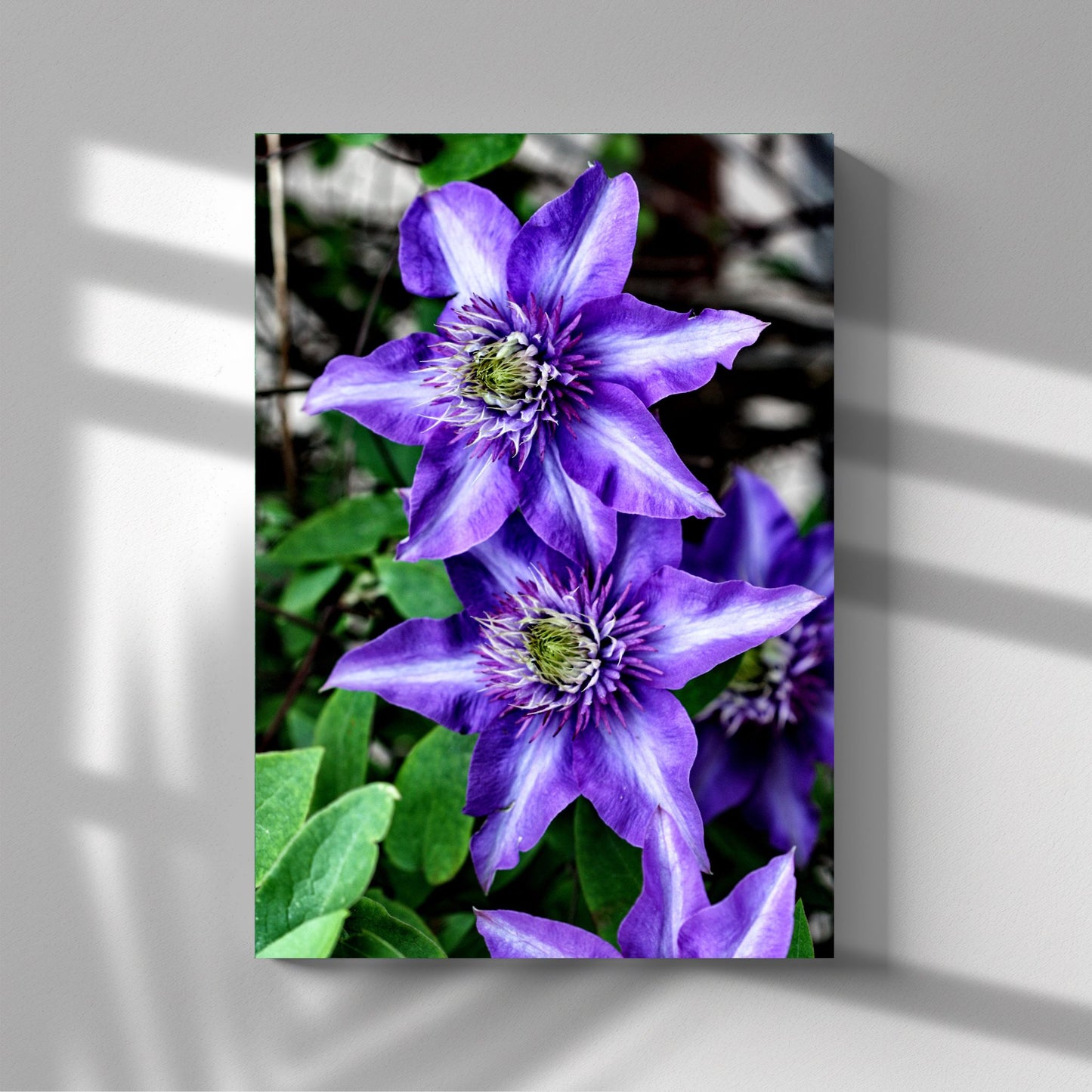 Dette detaljerte fotografiet fanger den slående skjønnheten til Klematis "Multi Blue", en klatreplante kjent for sine spektakulære blå-lilla blomster med et innslag av fiolett.  Illustrasjonsfoto viser motivet på lerret.