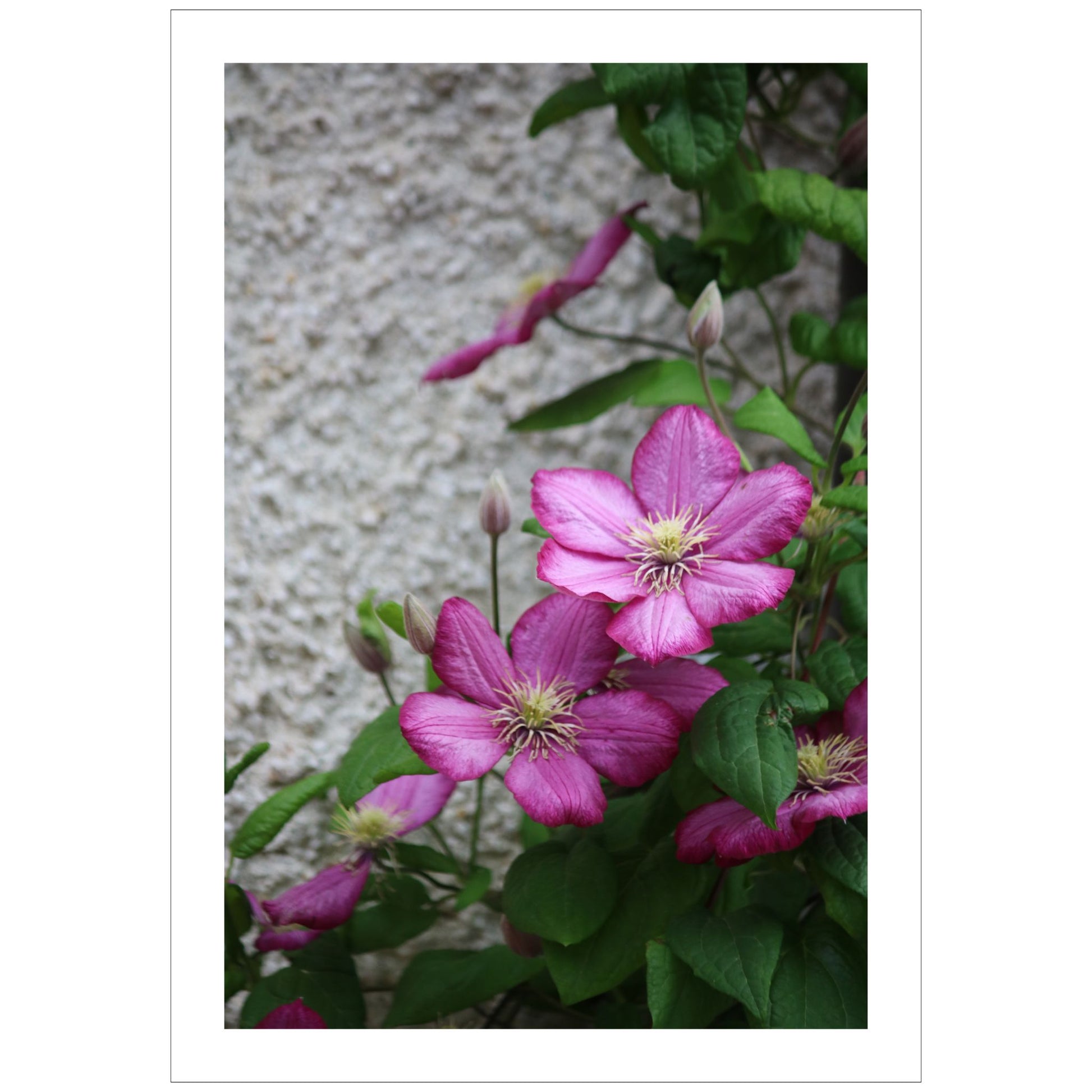 Oppdag skjønnheten til Klematis "Ville De Lyon" med våre unike plakater og lerret Denne vakre blomsten, kjent for sine imponerende røde og rosa nyanser, er et fantastisk tilskudd til ethvert rom.