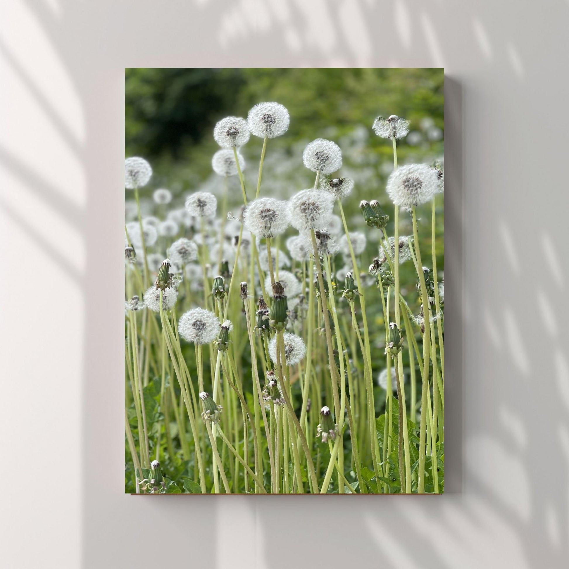 Dette unike fotografiet fanger øyeblikket når løvetannen har avblomstret, og kun frøene står igjen, klare til å spre seg med vinden. Illustrasjonsfoto viser motivet på lerret.