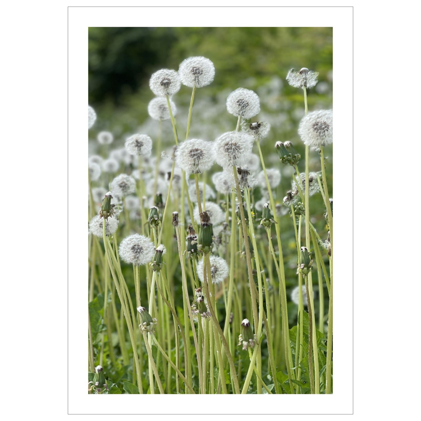 Dette unike fotografiet fanger øyeblikket når løvetannen har avblomstret, og kun frøene står igjen, klare til å spre seg med vinden.