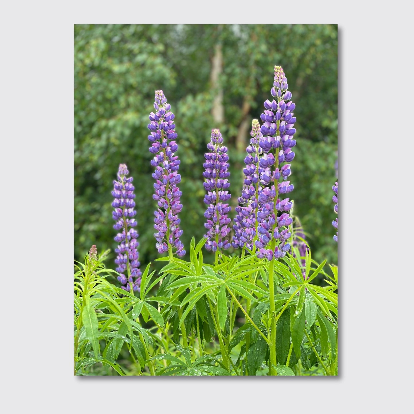 Få naturens skjønnhet rett inn i hjemmet ditt med fargerike Lupiner i full blomst. Illustrasjonsfoto viser motivet på lerret.