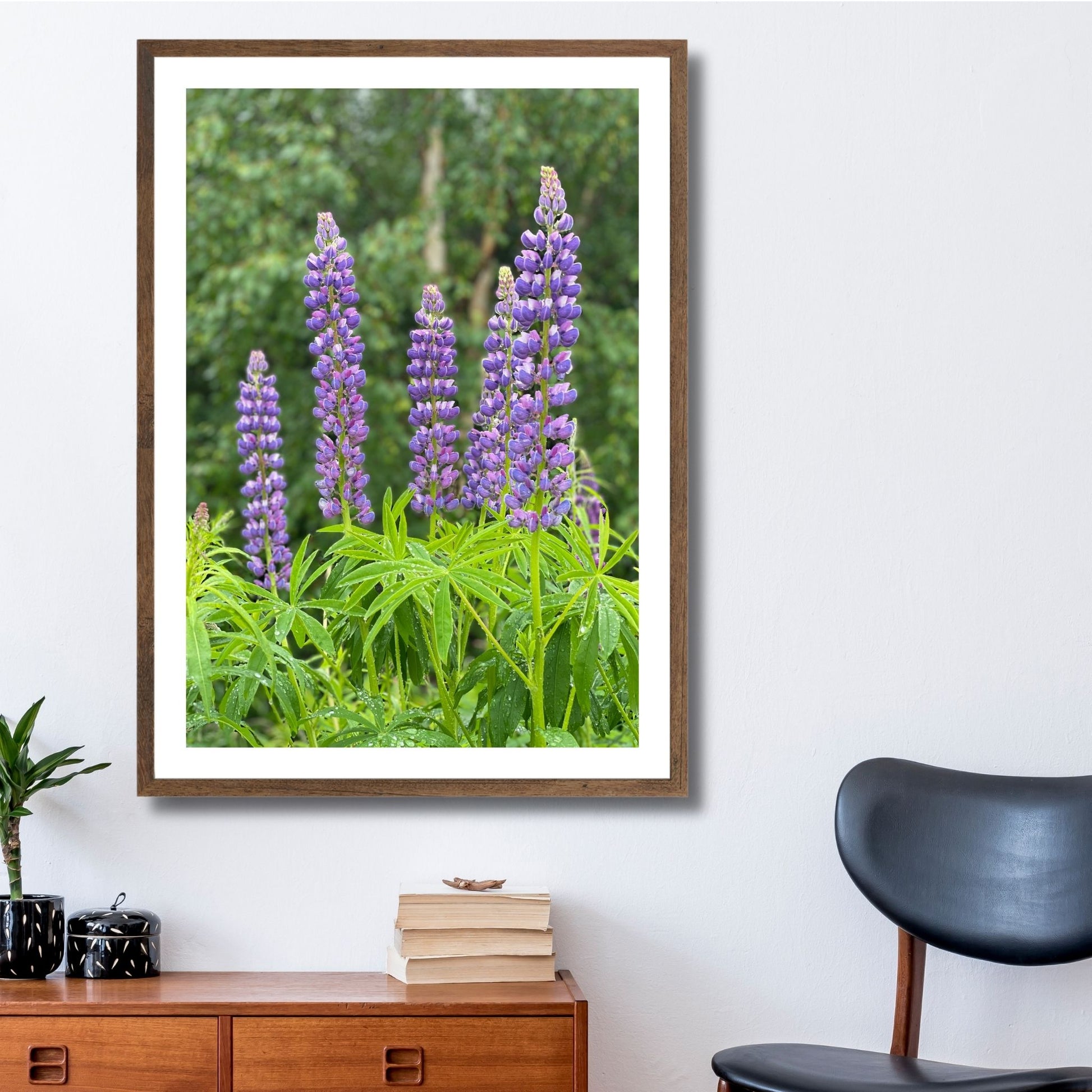 Få naturens skjønnhet rett inn i hjemmet ditt med fargerike Lupiner i full blomst. Illustrasjonsfoto viser motivet som plakat i brun ramme.