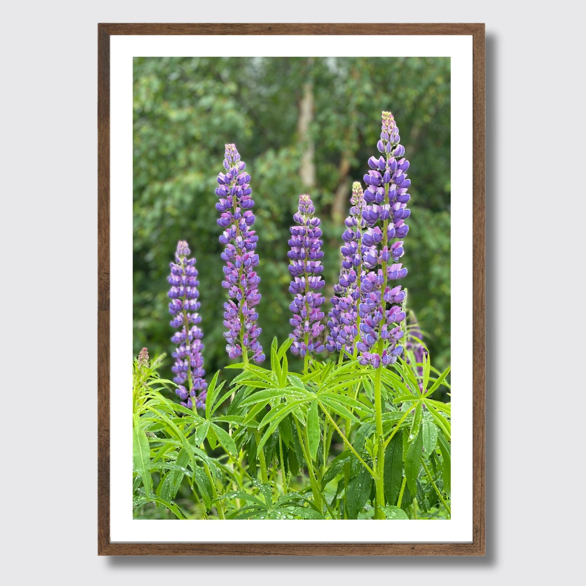 Få naturens skjønnhet rett inn i hjemmet ditt med fargerike Lupiner i full blomst. Illustrasjonsfoto viser motivet som plakat i brun ramme.