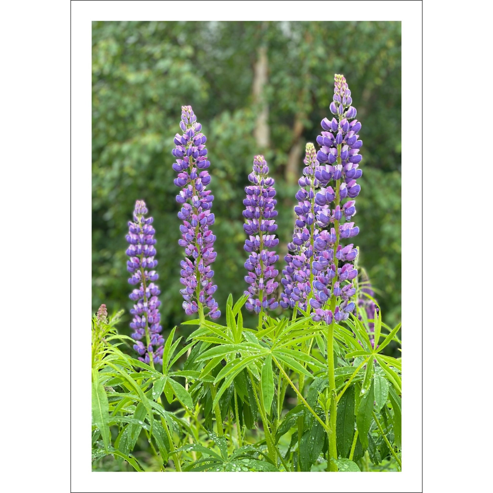 Få naturens skjønnhet rett inn i hjemmet ditt med fargerike Lupiner i full blomst.