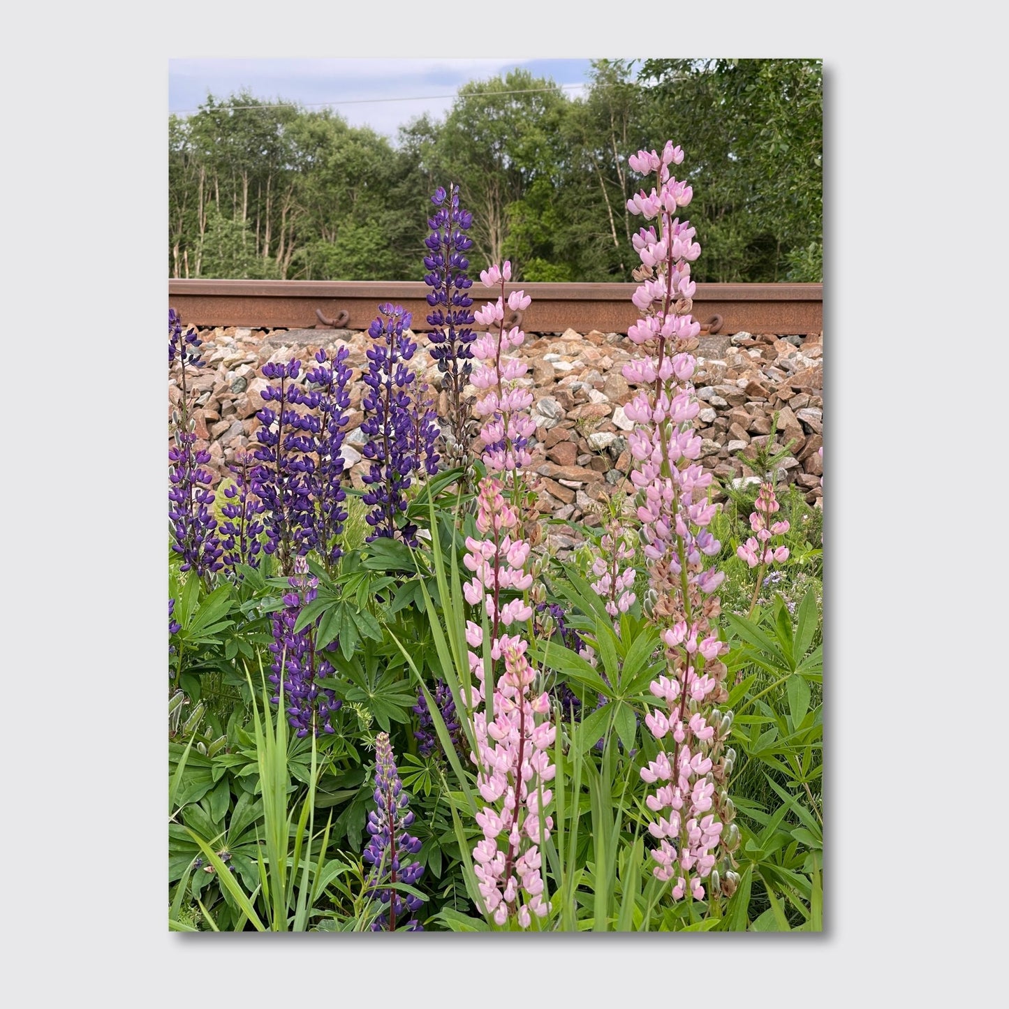 Få naturens skjønnhet rett inn i hjemmet ditt med fargerike Lupiner i full blomst. Illustrasjonsfoto viser motivet på lerret.