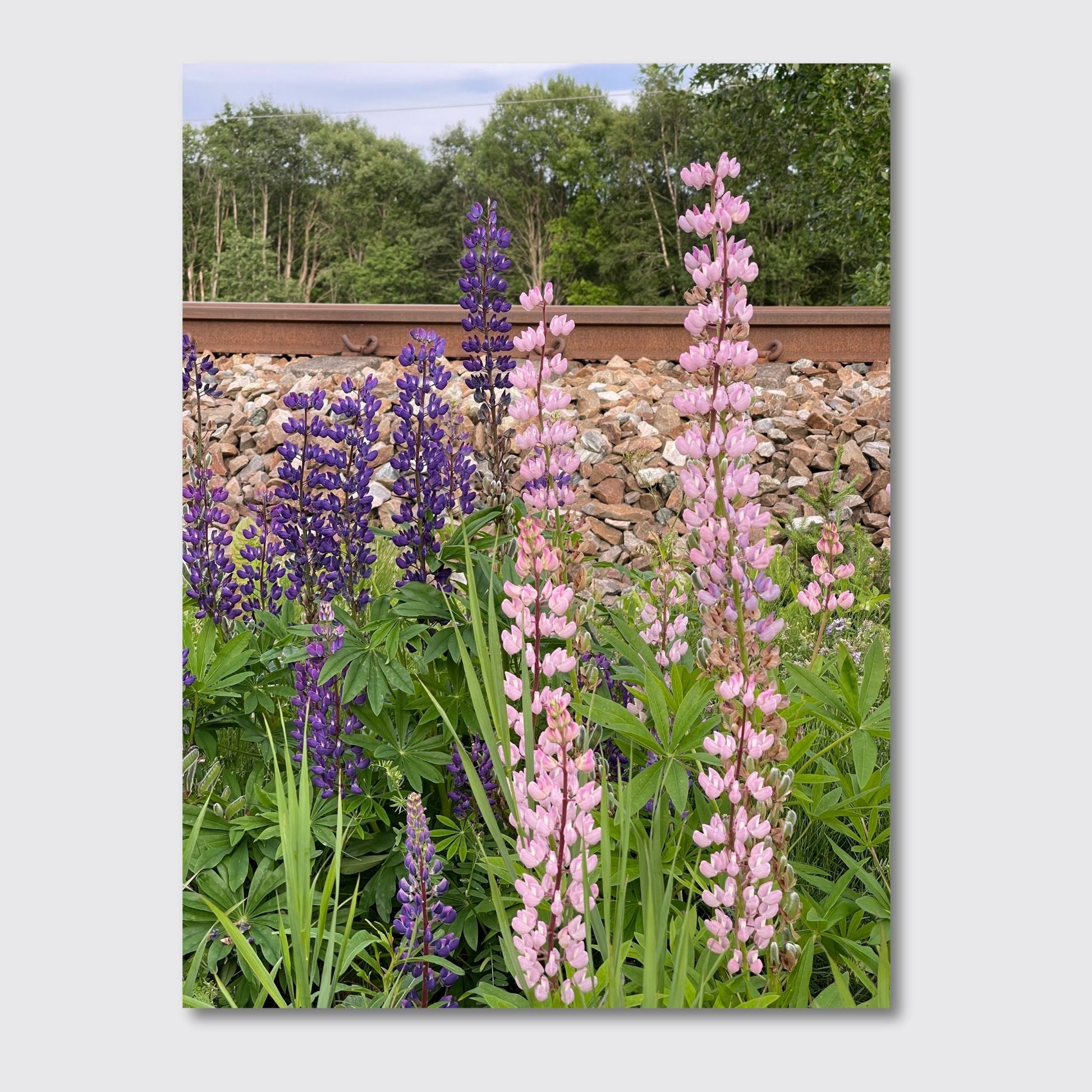 Få naturens skjønnhet rett inn i hjemmet ditt med fargerike Lupiner i full blomst. Illustrasjonsfoto viser motivet på lerret.