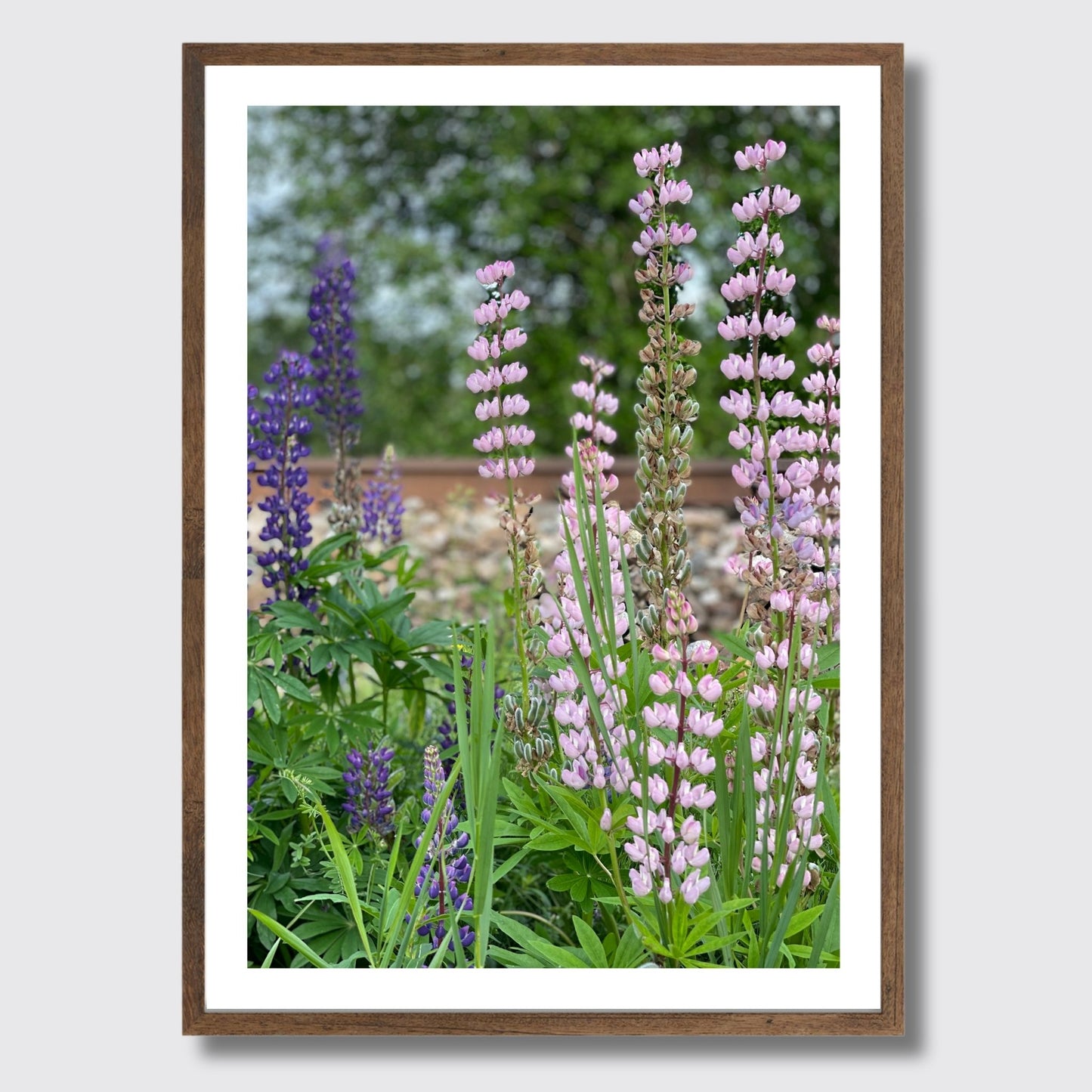 Få naturens skjønnhet rett inn i hjemmet ditt med fargerike Lupiner i full blomst. Illustrasjonsfoto viser motivet som plakat i brun ramme.