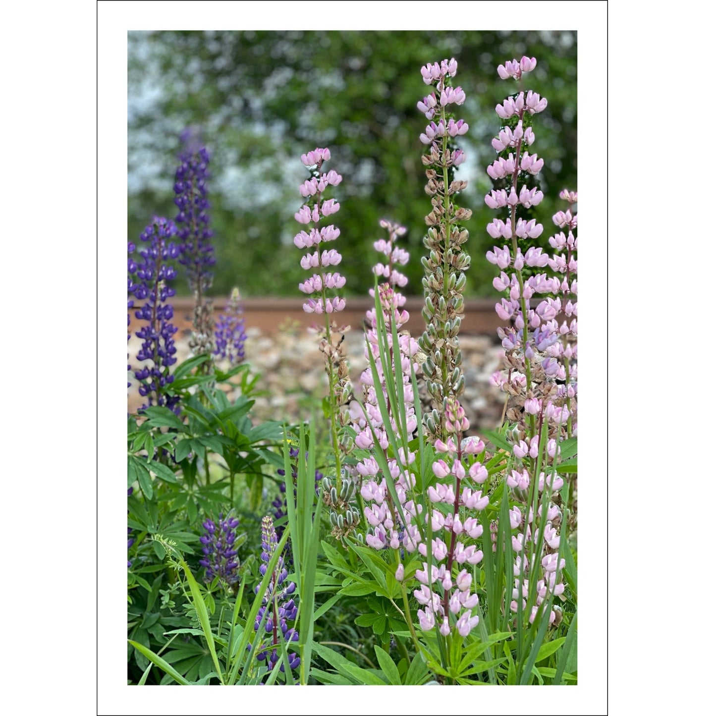 Få naturens skjønnhet rett inn i hjemmet ditt med fargerike Lupiner i full blomst. 