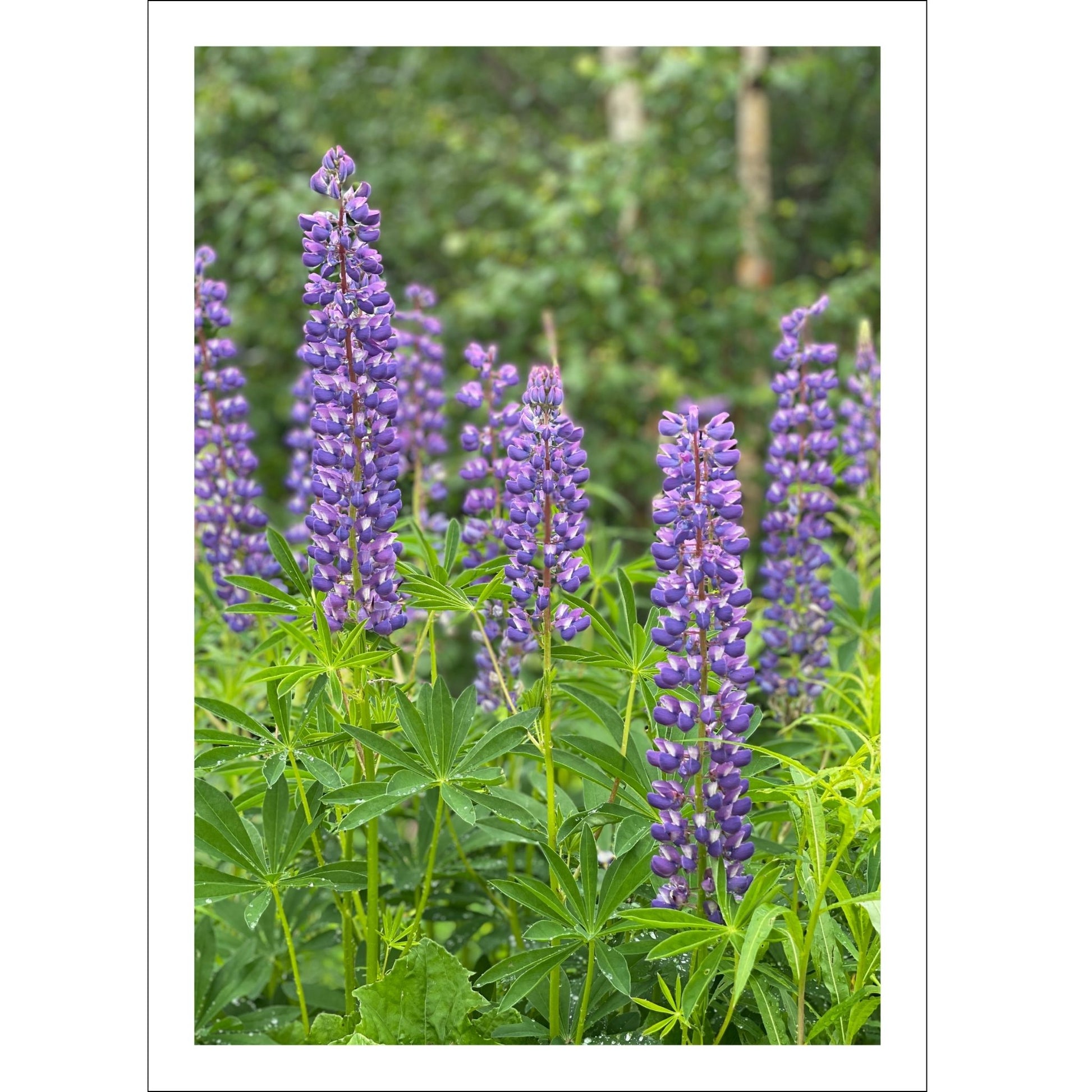 Få naturens skjønnhet rett inn i hjemmet ditt med fargerike Lupiner i full blomst.