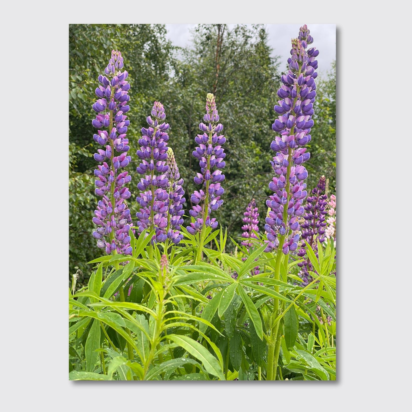 Få naturens skjønnhet rett inn i hjemmet ditt med fargerike Lupiner i full blomst. Illustrasjonsfoto viser motivet ssom lerret..