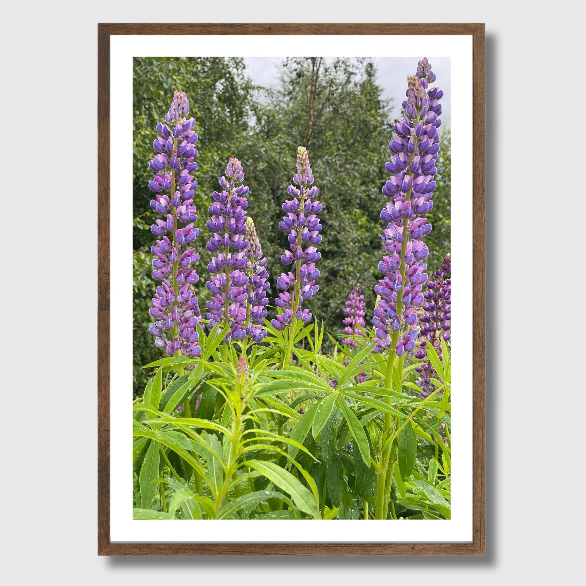 Få naturens skjønnhet rett inn i hjemmet ditt med fargerike Lupiner i full blomst. Illustrasjonsfoto viser motivet som plakat i brun ramme.