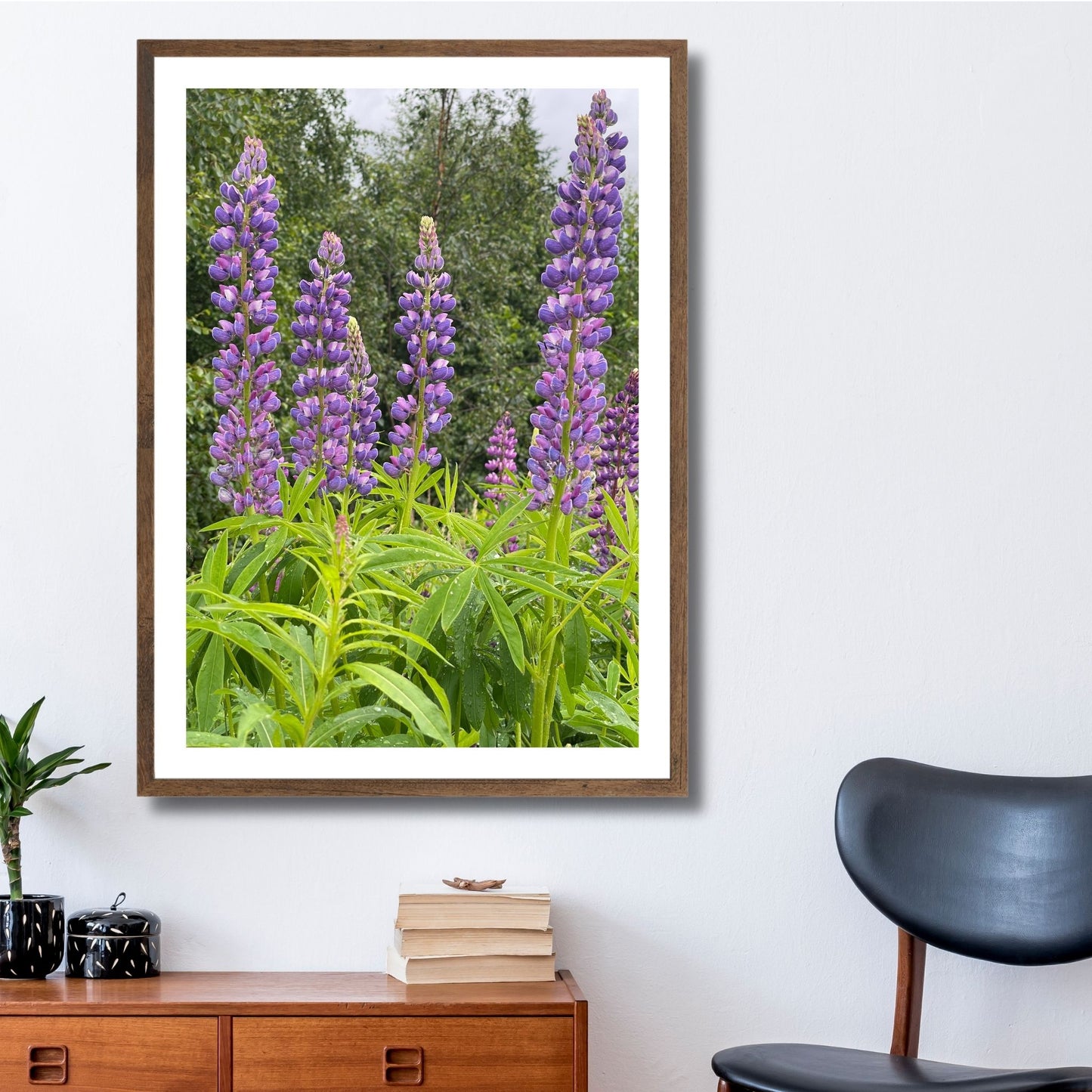 Få naturens skjønnhet rett inn i hjemmet ditt med fargerike Lupiner i full blomst. Illustrasjonsfoto viser motivet som plakat i brun ramme.