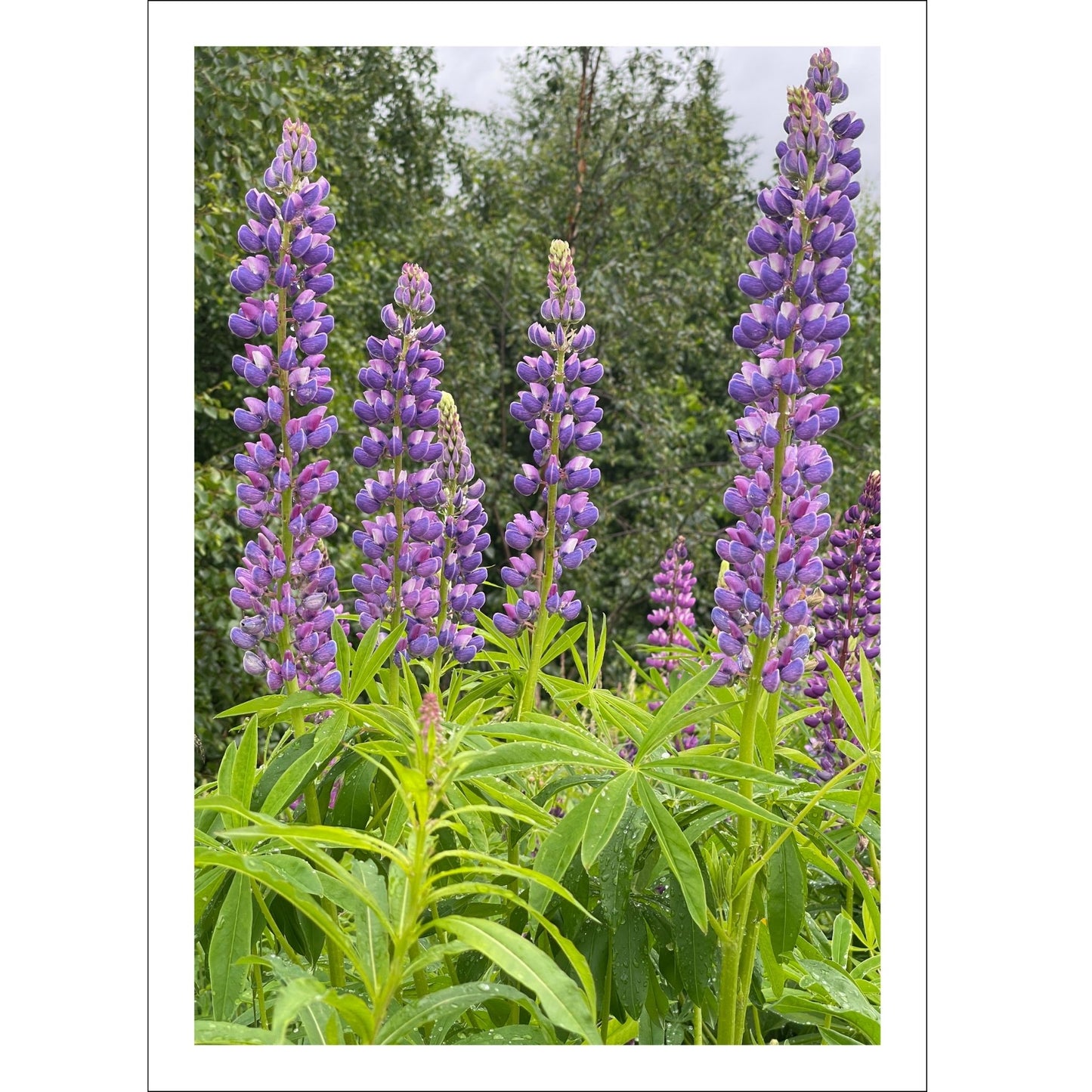 Få naturens skjønnhet rett inn i hjemmet ditt med fargerike Lupiner i full blomst.