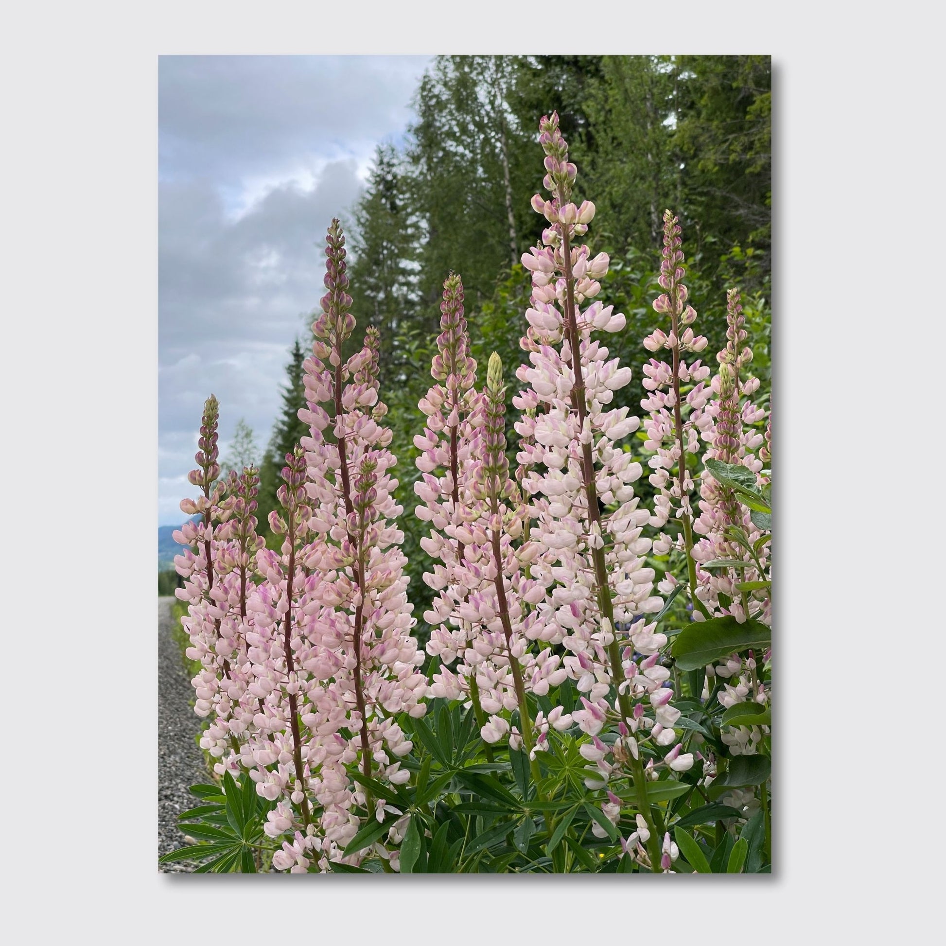 Få naturens skjønnhet rett inn i hjemmet ditt med fargerike Lupiner i full blomst. Illustrasjonsfoto viser motivet på lerret.