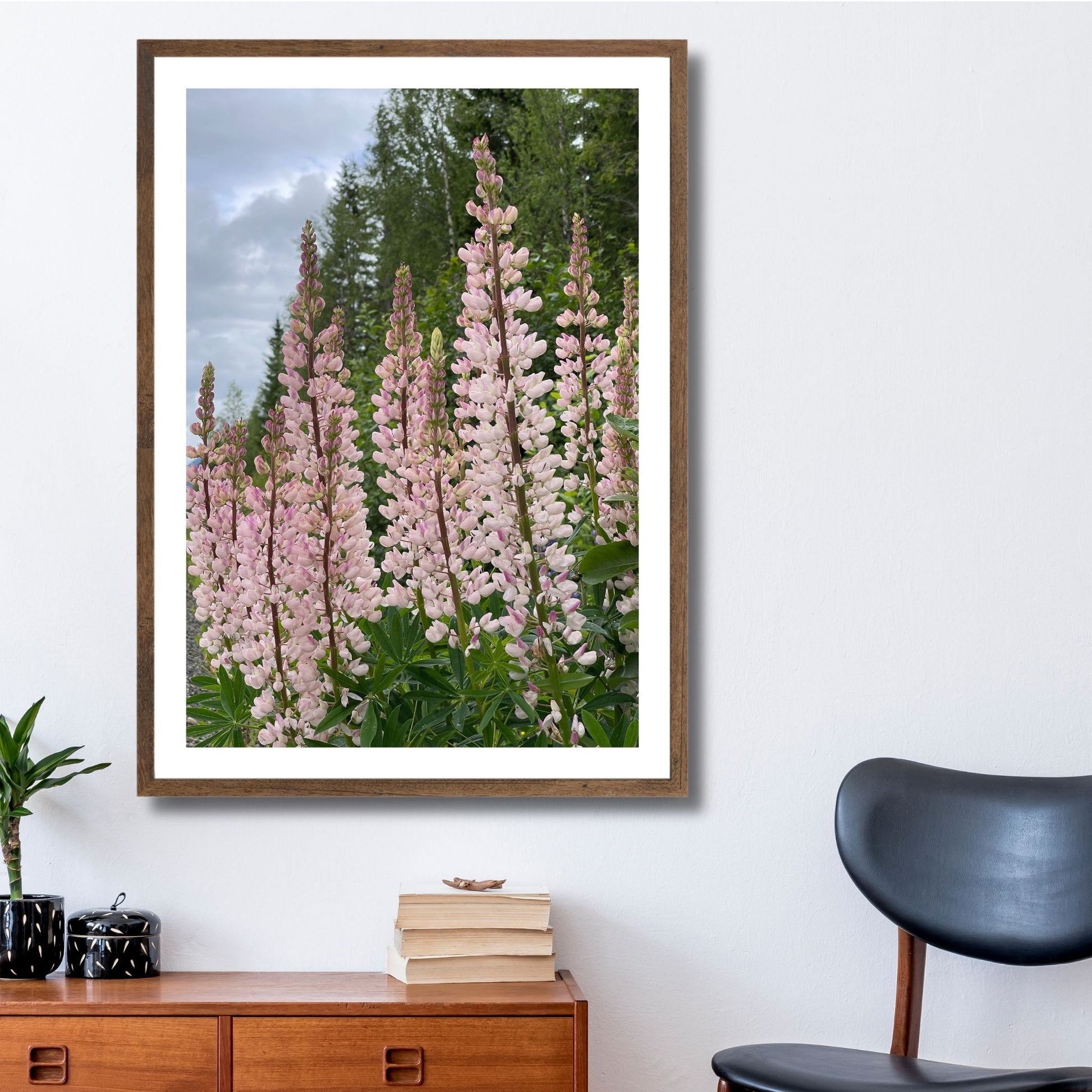 Få naturens skjønnhet rett inn i hjemmet ditt med fargerike Lupiner i full blomst. Illustrasjonsfoto viser motivet som plakat i brun ramme.