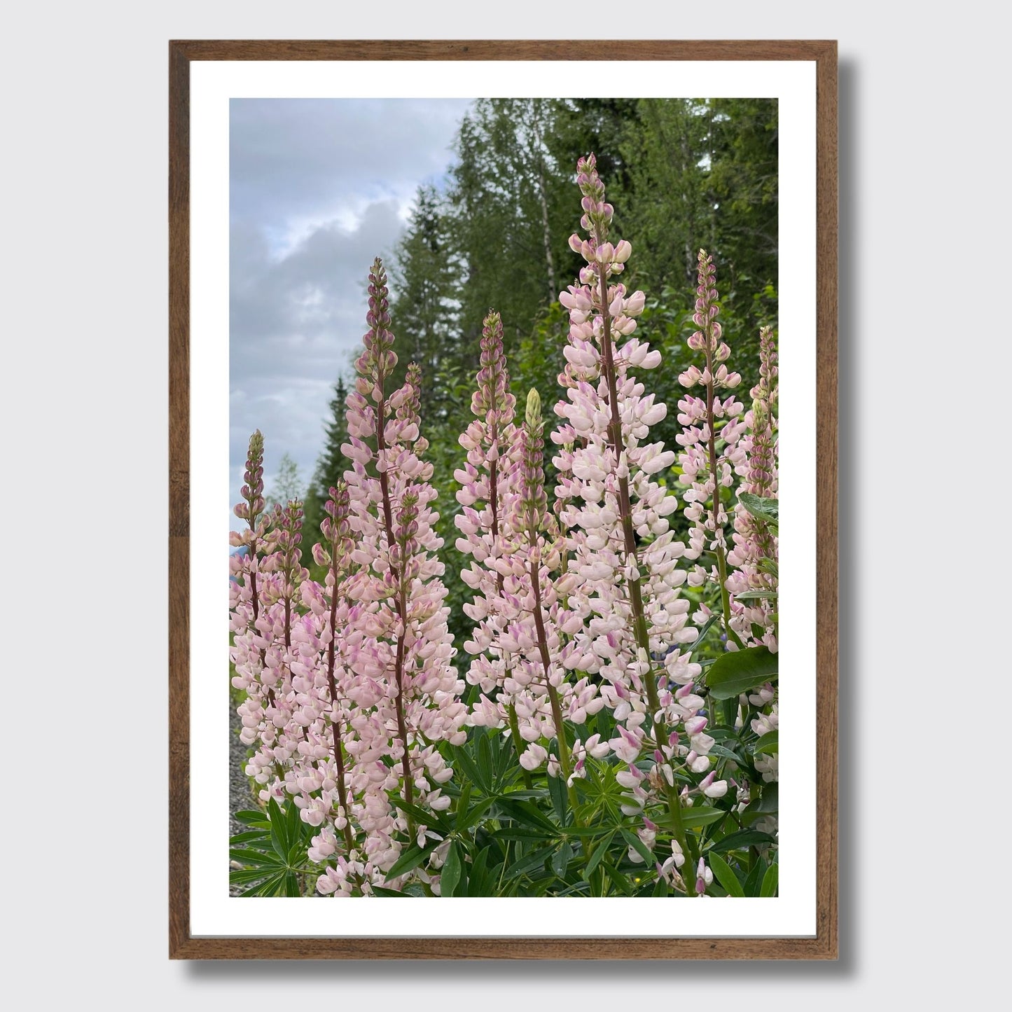 Få naturens skjønnhet rett inn i hjemmet ditt med fargerike Lupiner i full blomst. Illustrasjonsfoto viser motivet som plakat i brun ramme.