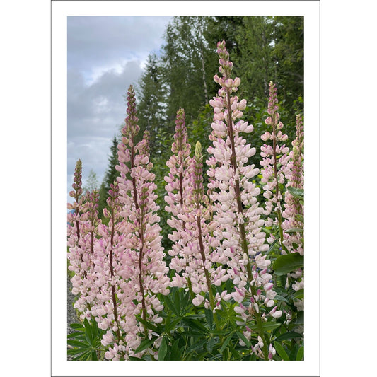 Få naturens skjønnhet rett inn i hjemmet ditt med fargerike Lupiner i full blomst.