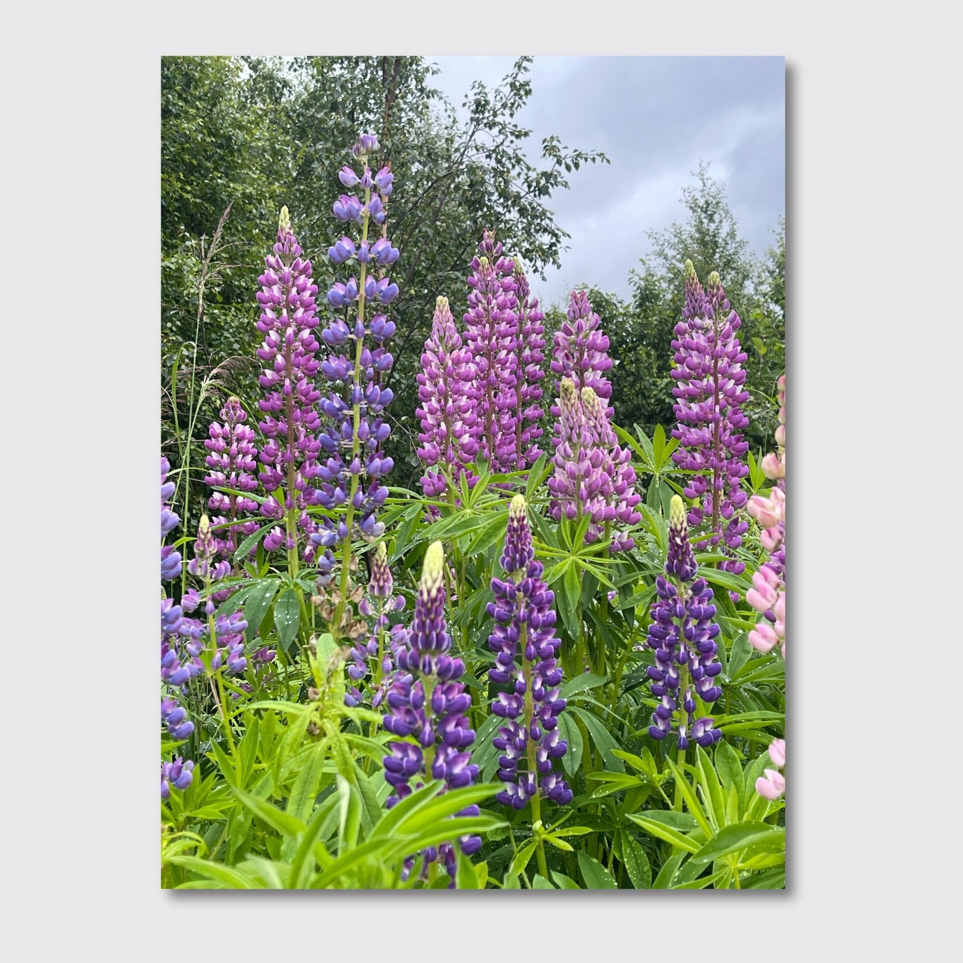 Få naturens skjønnhet rett inn i hjemmet ditt med fargerike Lupiner i full blomst. Illustrasjonsfoto viser motivet på lerret.