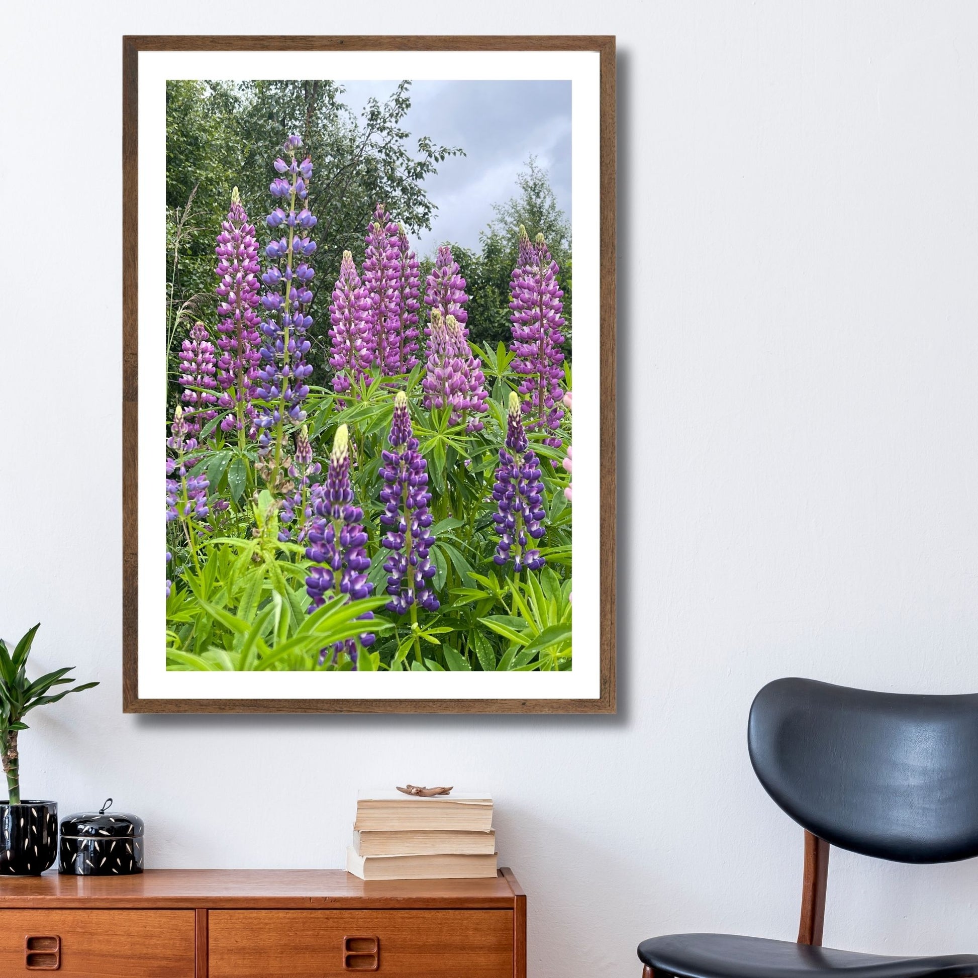 Få naturens skjønnhet rett inn i hjemmet ditt med fargerike Lupiner i full blomst. Illustrasjonsfoto viser motivet som plakat i brun ramme.