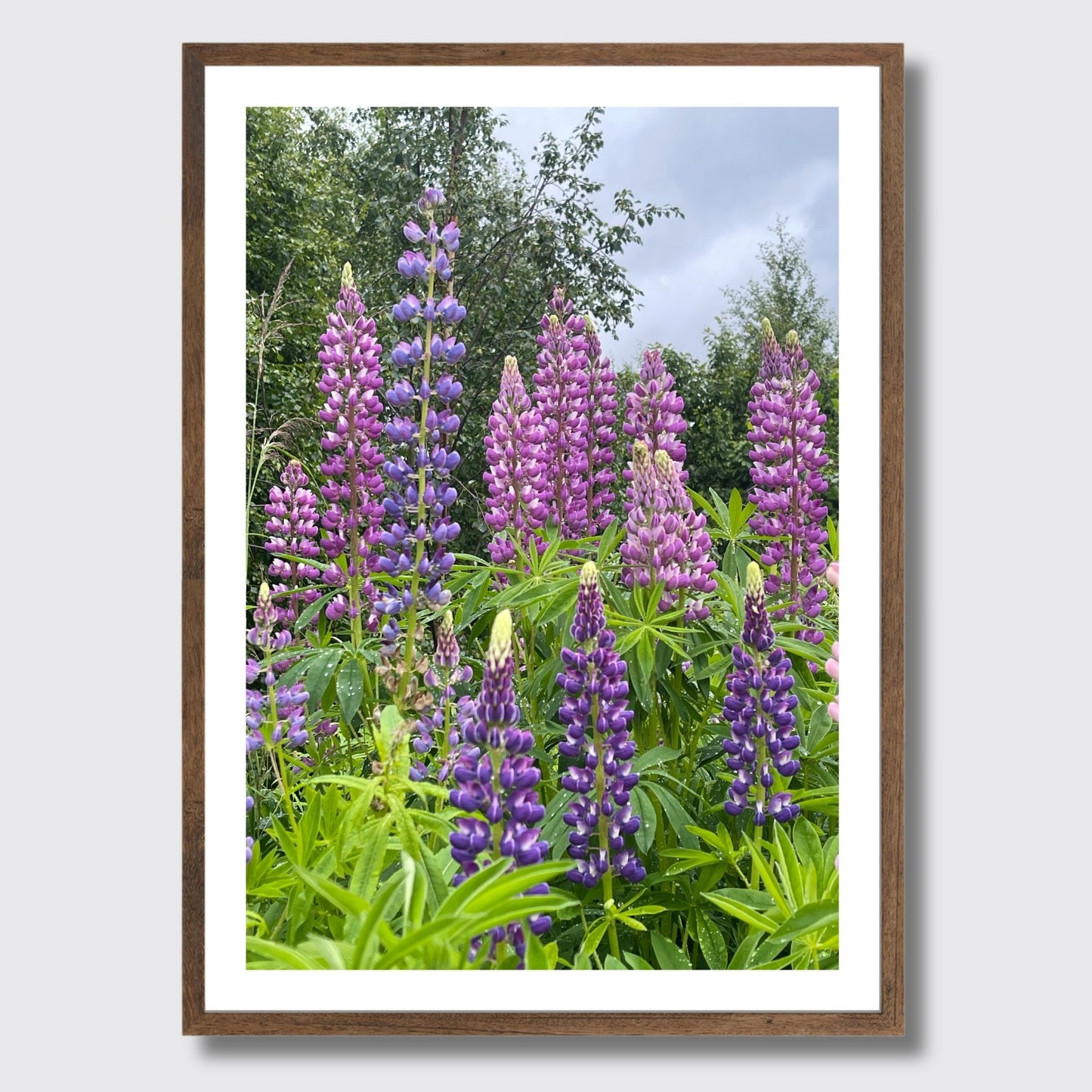 Få naturens skjønnhet rett inn i hjemmet ditt med fargerike Lupiner i full blomst. Illustrasjonsfoto viser motivet som plakat i brun ramme.