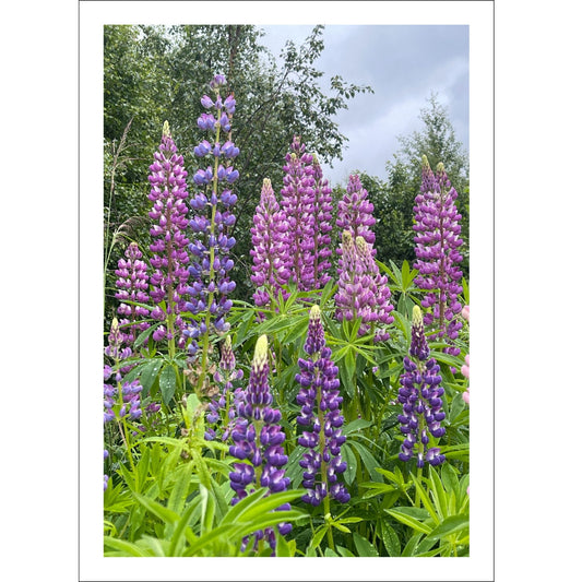 Få naturens skjønnhet rett inn i hjemmet ditt med fargerike Lupiner i full blomst.