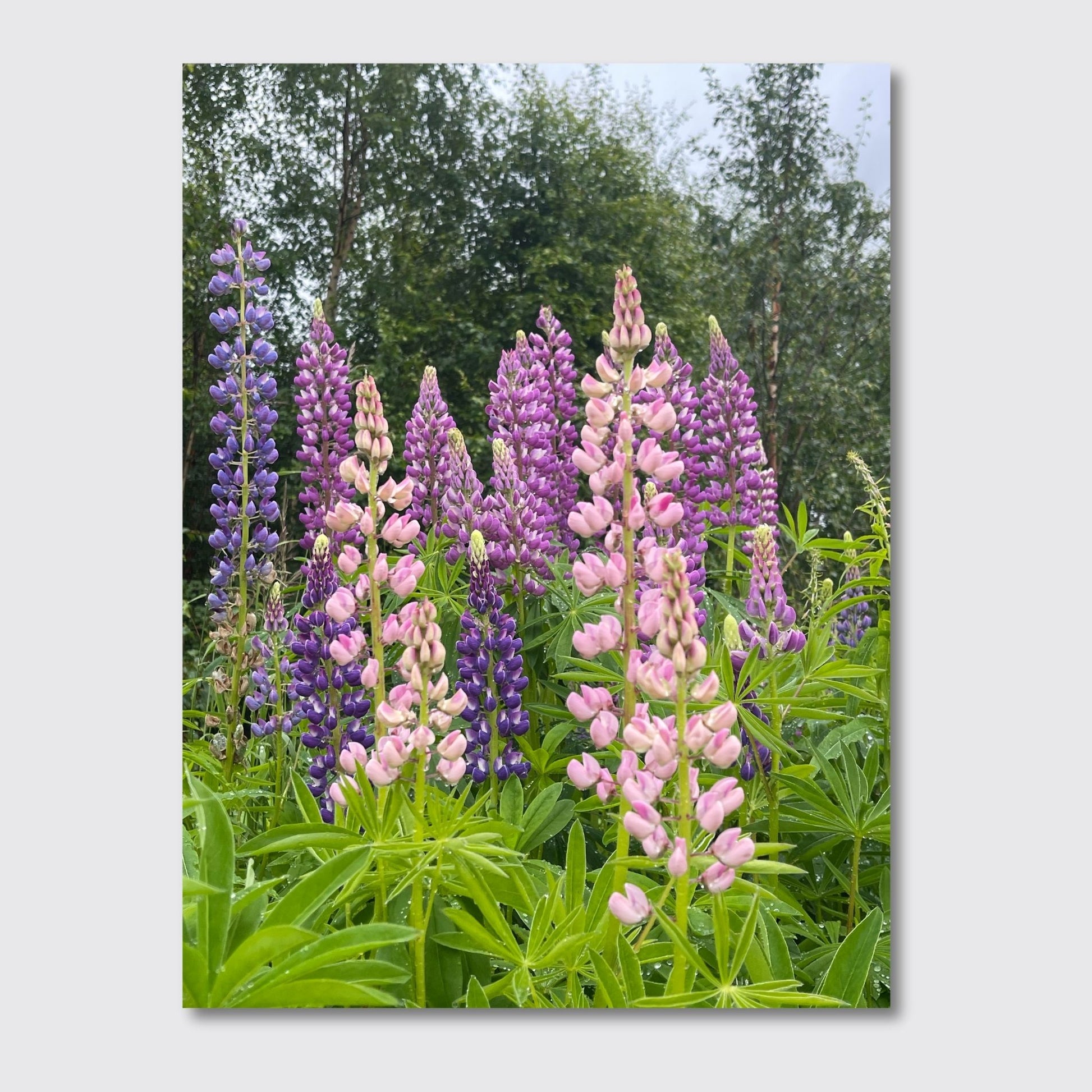 Få naturens skjønnhet rett inn i hjemmet ditt med fargerike Lupiner i full blomst. Illustrasjonsfoto viser motivet på lerret.