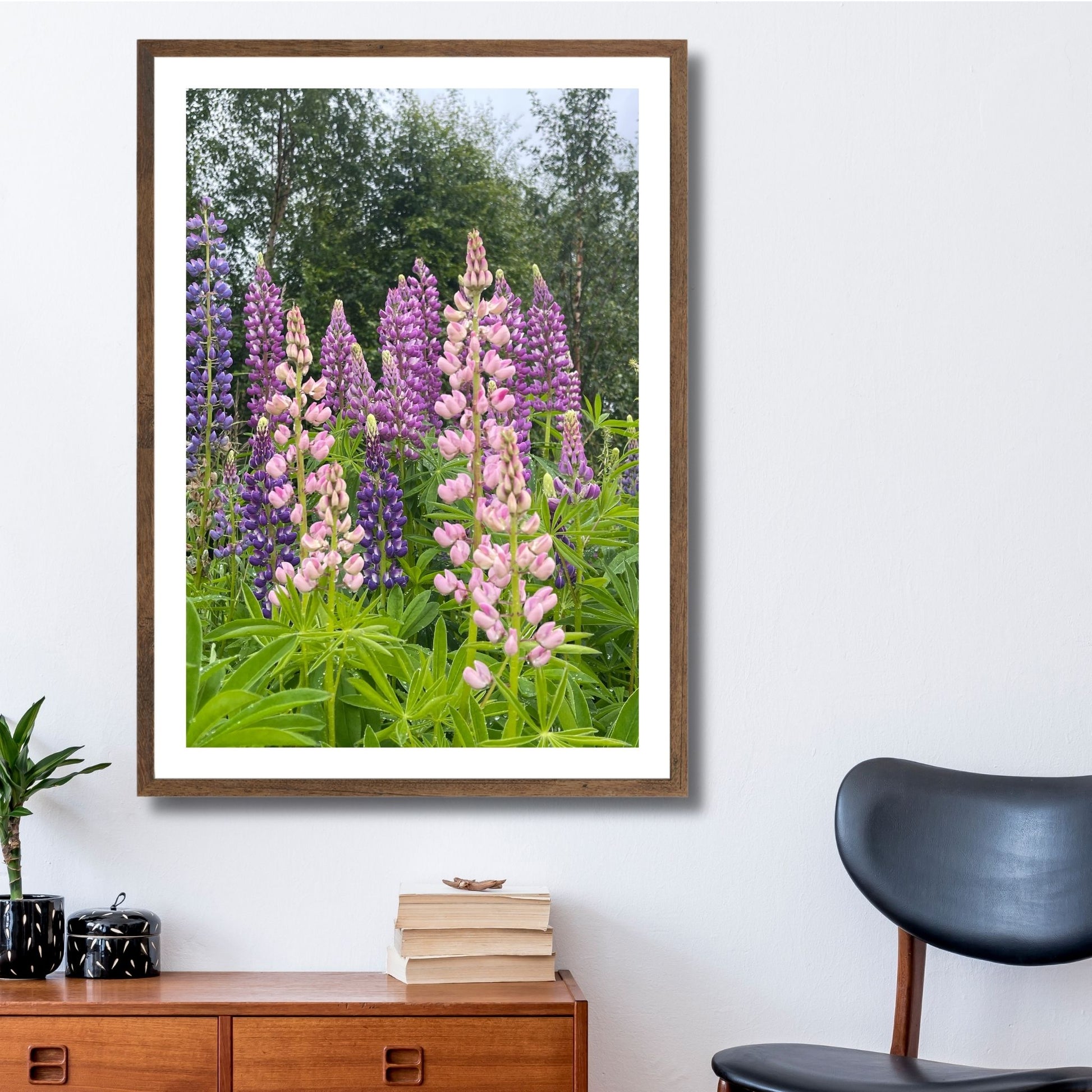 Få naturens skjønnhet rett inn i hjemmet ditt med fargerike Lupiner i full blomst. Illustrasjonsfoto viser motivet som plakat i brun ramme.