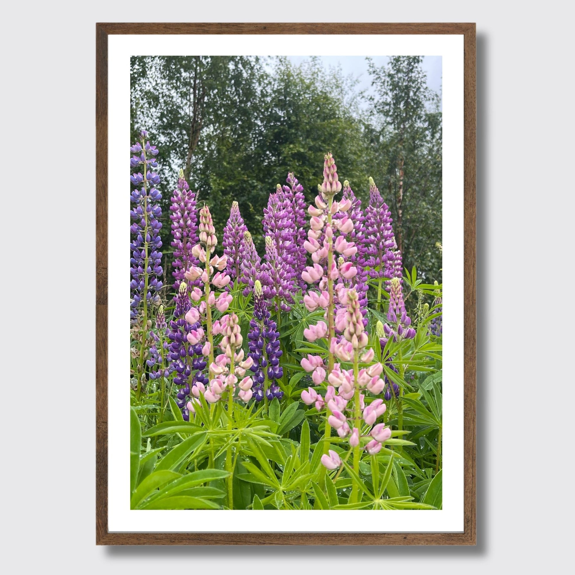 Få naturens skjønnhet rett inn i hjemmet ditt med fargerike Lupiner i full blomst. Illustrasjonsfoto viser motivet som plakat i brun ramme.