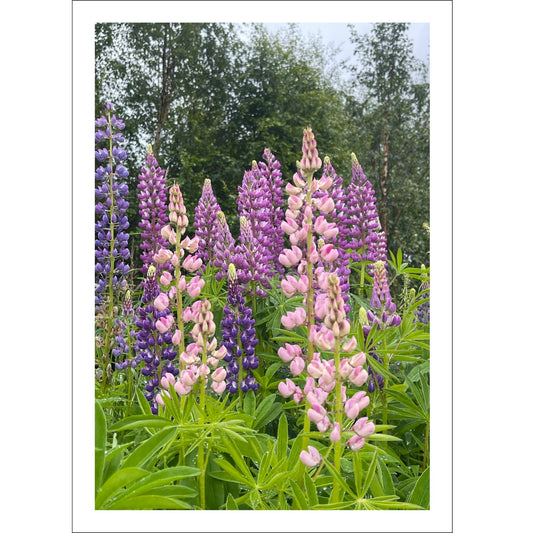 Få naturens skjønnhet rett inn i hjemmet ditt med fargerike Lupiner i full blomst. 