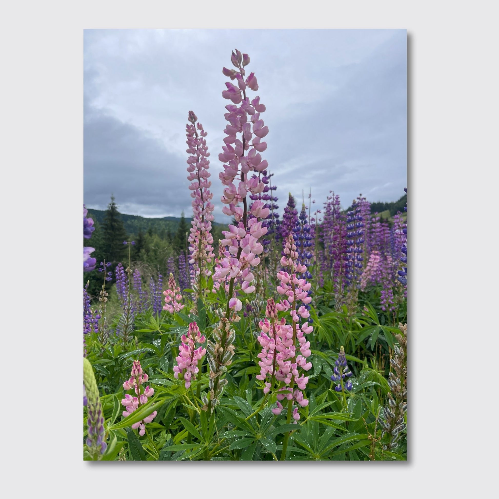 Få naturens skjønnhet rett inn i hjemmet ditt med fargerike Lupiner i full blomst. Illustrasjonsfoto viser motivet på lerret.