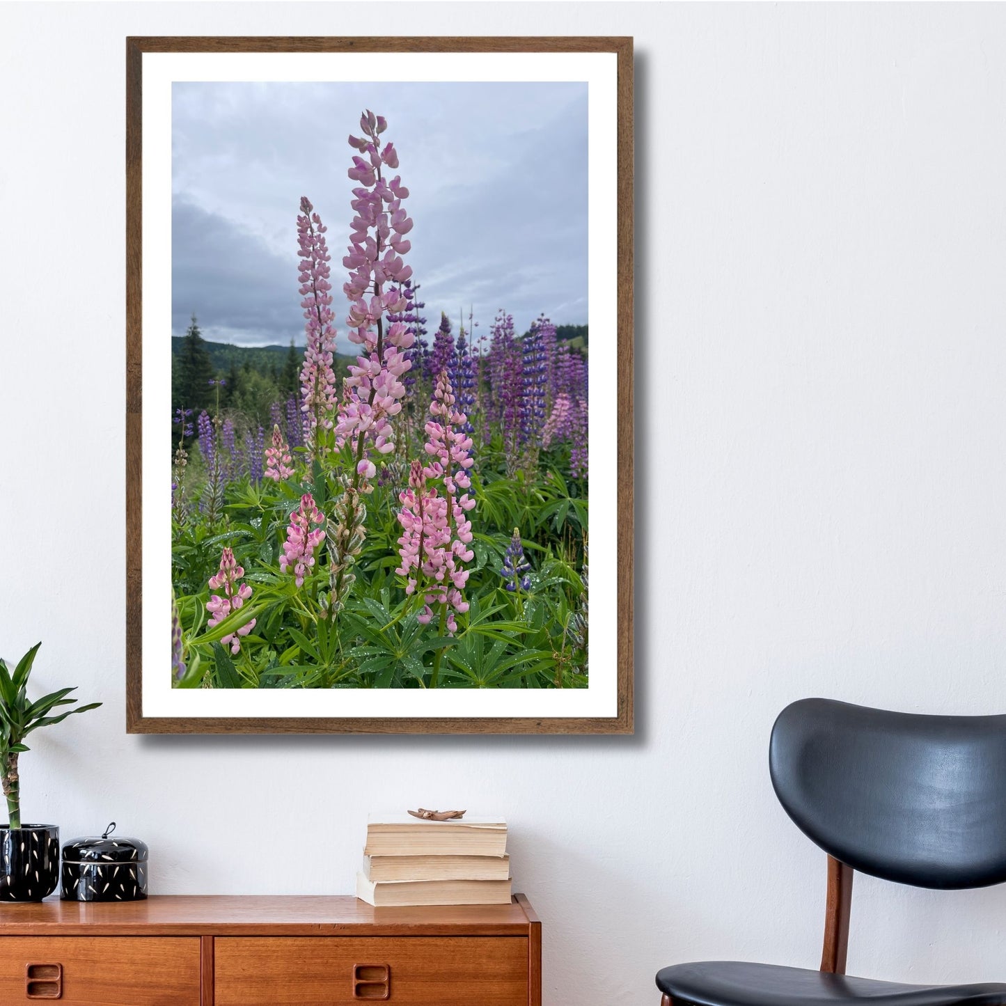 Få naturens skjønnhet rett inn i hjemmet ditt med fargerike Lupiner i full blomst. Illustrasjonsfoto viser motivet som plakat i brun ramme.