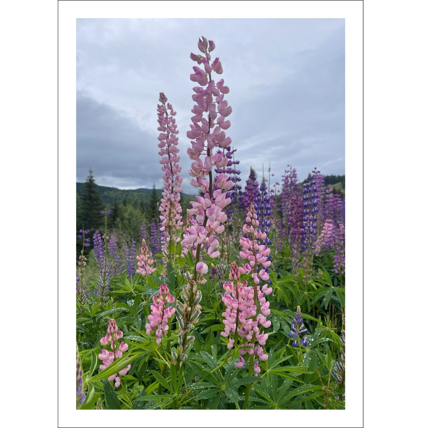 Få naturens skjønnhet rett inn i hjemmet ditt med fargerike Lupiner i full blomst. 