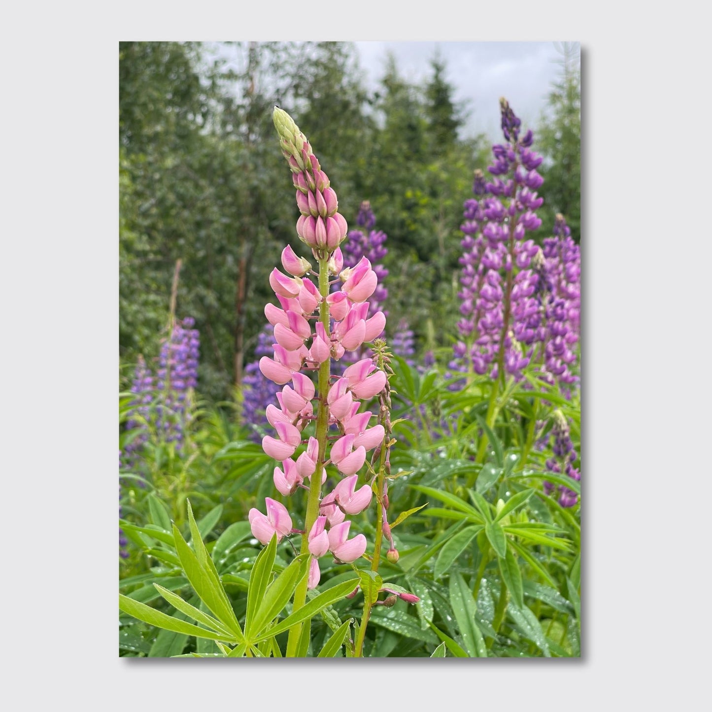 Få naturens skjønnhet rett inn i hjemmet ditt med fargerike Lupiner i full blomst. Illustrasjonsfoto viser motivet på lerret.