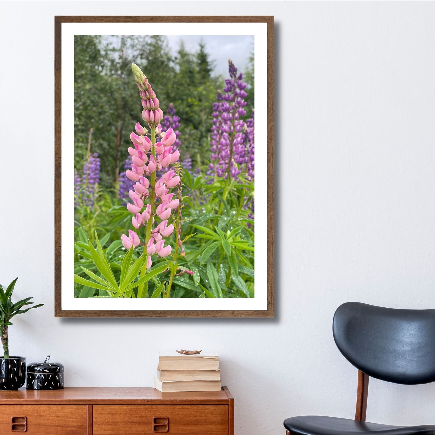 Få naturens skjønnhet rett inn i hjemmet ditt med fargerike Lupiner i full blomst. Illustrasjonsfoto viser motivet som plakat i brun ramme.